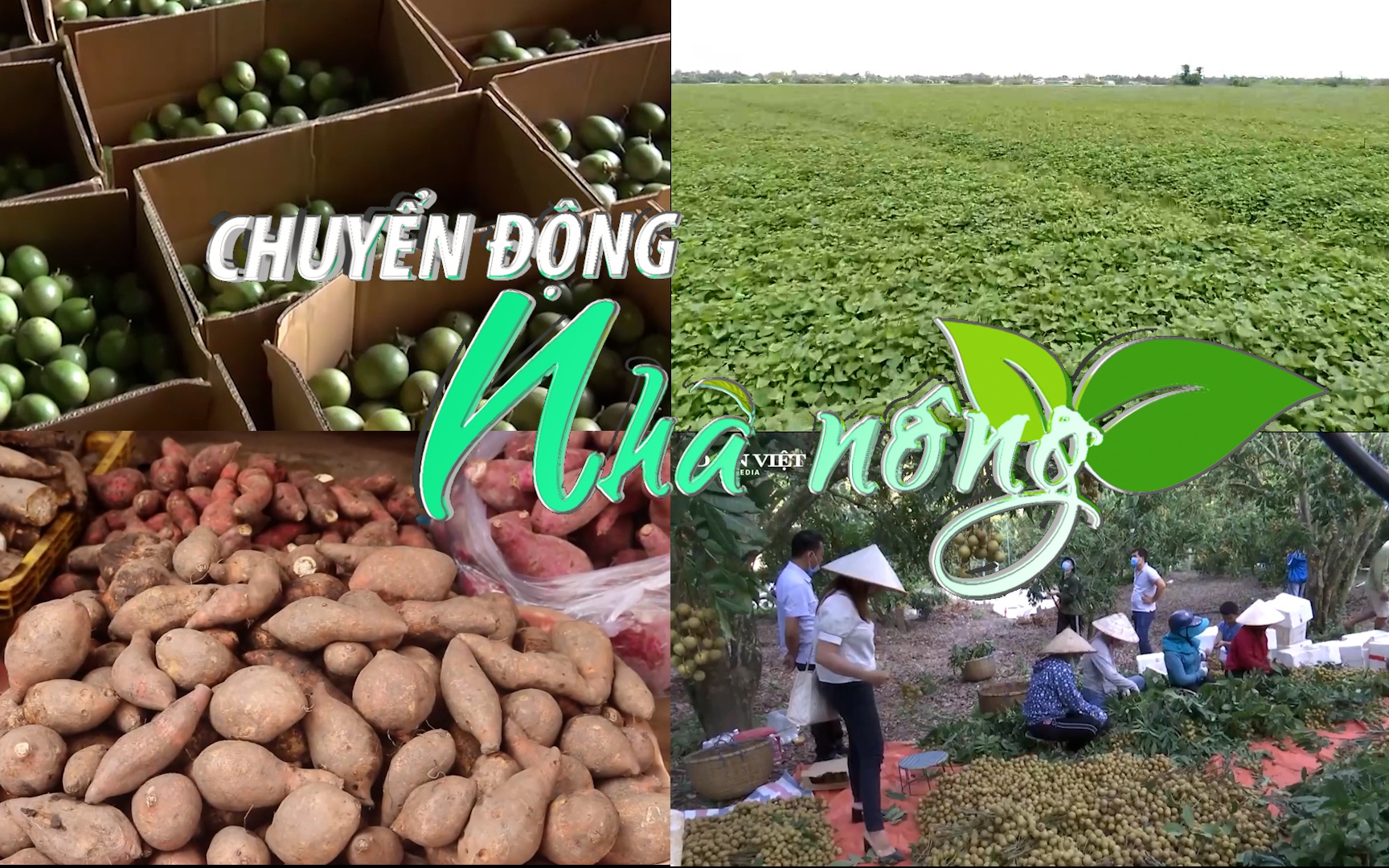 Chuyển động Nhà nông 25/11: Mở cửa xuất khẩu nhiều nông sản sang Nhật Bản, Trung Quốc, New Zealand