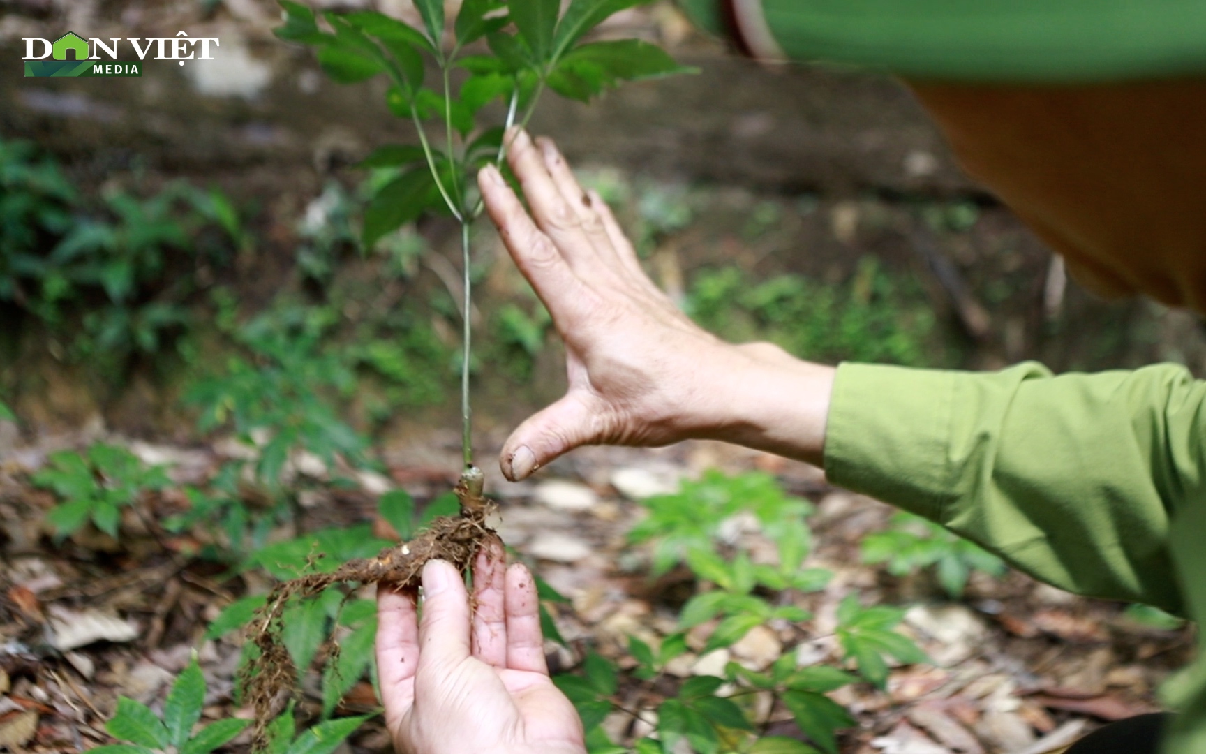 Cận cảnh hàng nghìn cây sâm ngọc linh trên đỉnh núi Bù Rinh sau một năm được đưa về từ Gia Lai