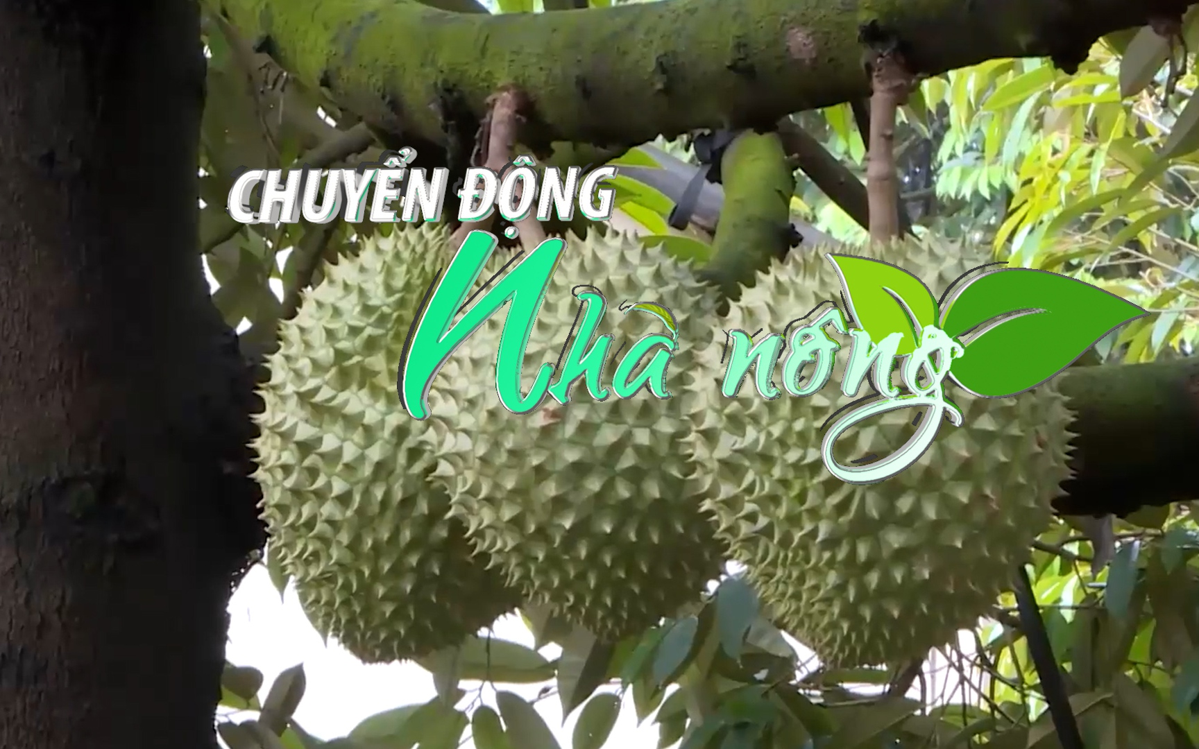 Chuyển động Nhà nông 12/12: Nhiễu thông tin giá thu mua sầu riêng xuất Trung Quốc