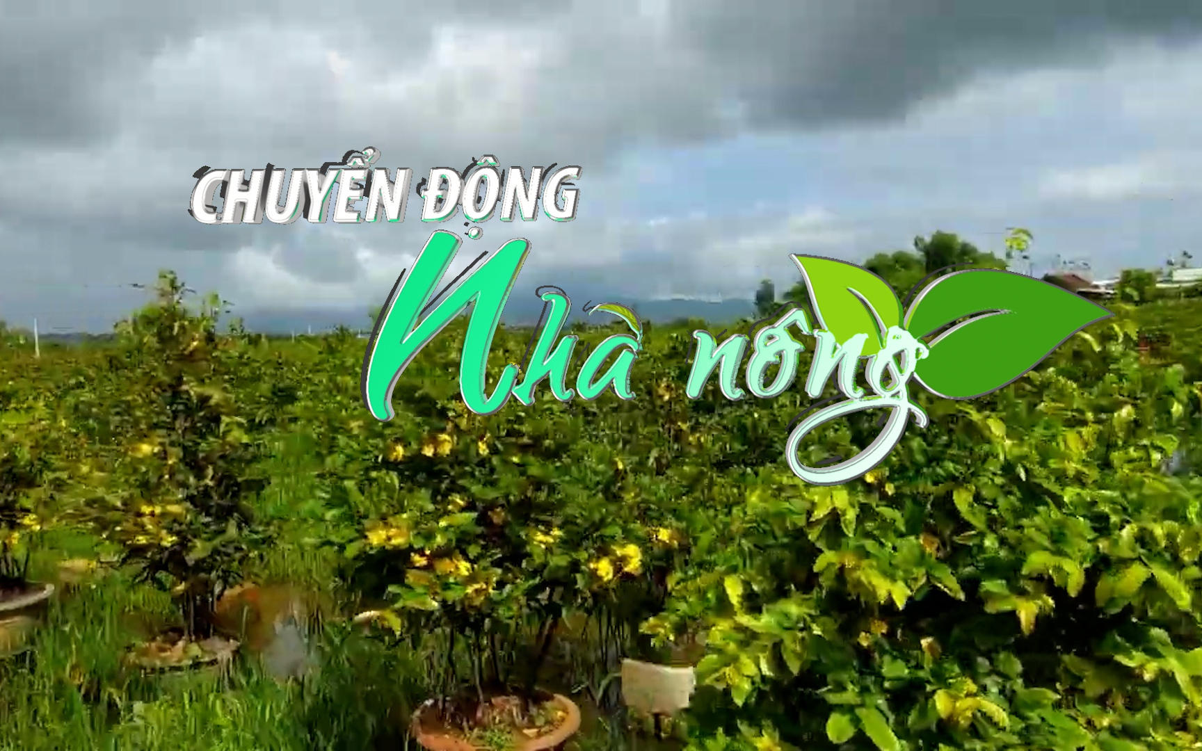 Chuyển động Nhà nông 13/12: Nhà vườn tìm cách hãm mai Tết nở hoa sớm