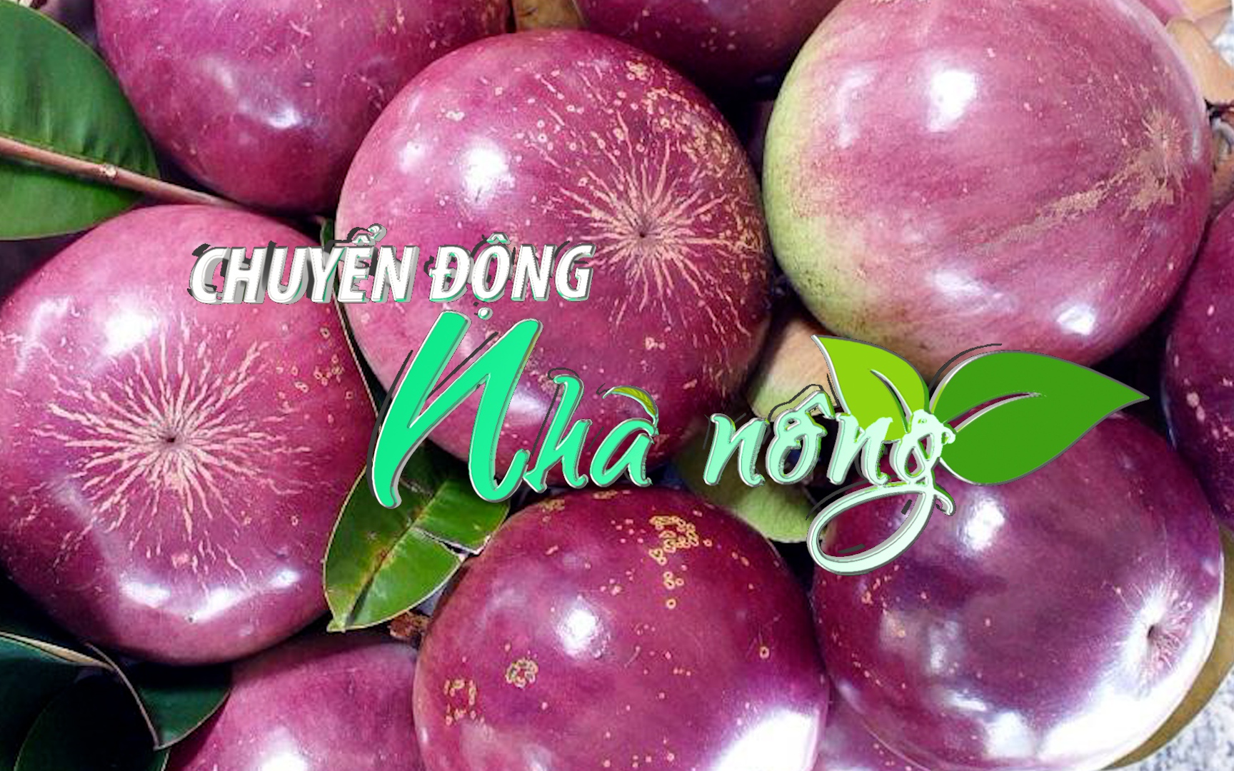 Chuyển động Nhà nông 15/12: Vú sữa tím Sóc Trăng xuất khẩu sang Mỹ