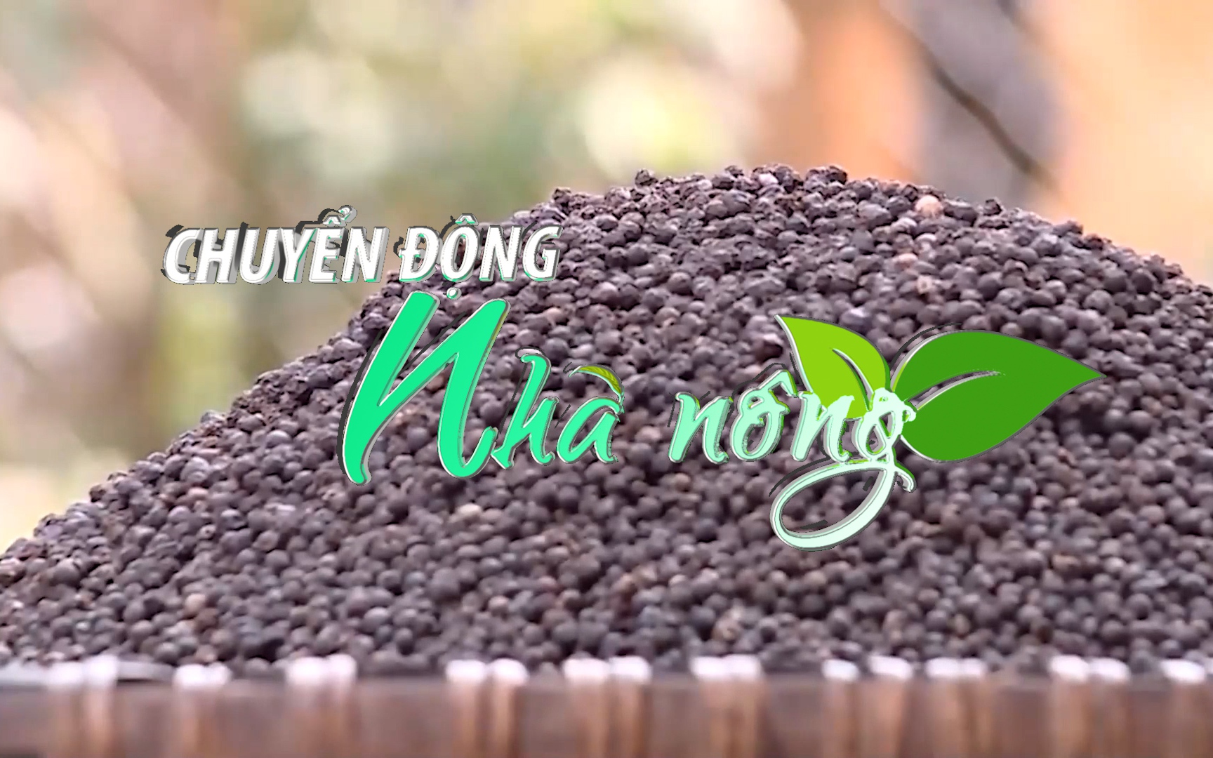 Chuyển động Nhà nông 30/12: Bật tăng đến 1.000 đồng/kg, thị trường tiêu sôi động trở lại