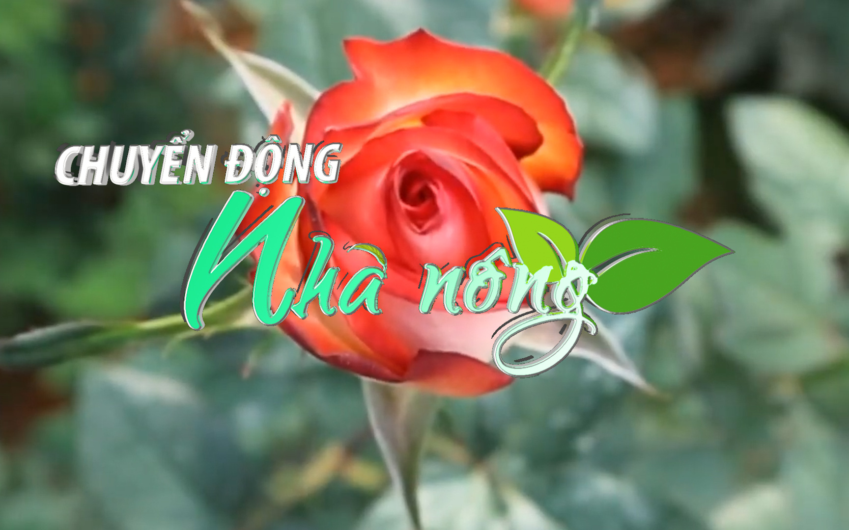 Chuyển động Nhà nông 14/2: Giá hoa hồng Đà Lạt tăng kỷ lục ngày Valentine