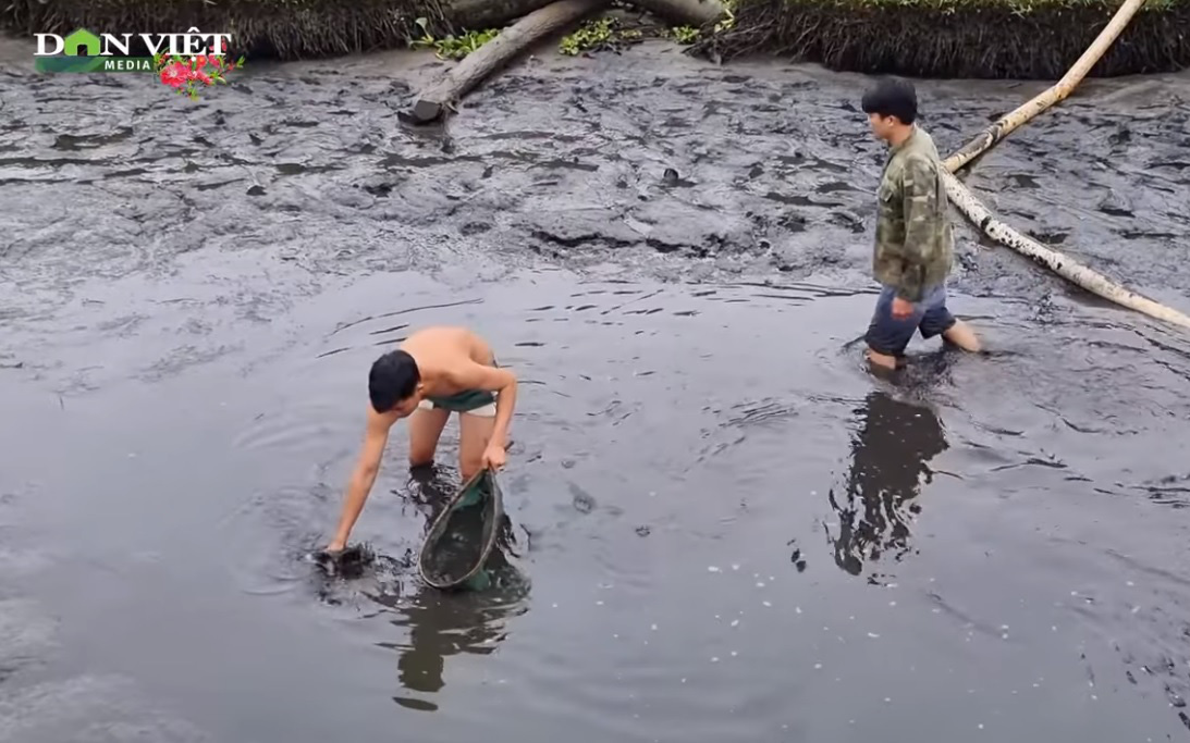 Tát ao cá lâu năm bất ngờ bắt toàn cá 