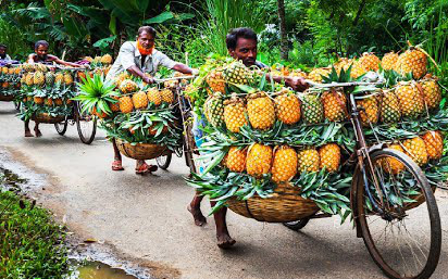 Quy trình chế biến dứa đóng lon và nước ép dứa ở Indonesia