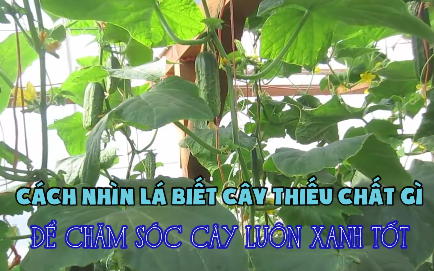 Cách nhìn lá biết cây thiếu chất gì để chăm sóc cây luôn xanh tốt