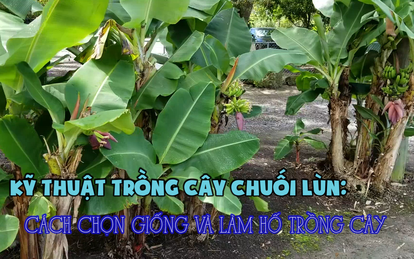 Kỹ thuật trồng cây chuối lùn: Cách chọn giống và làm hố trồng cây