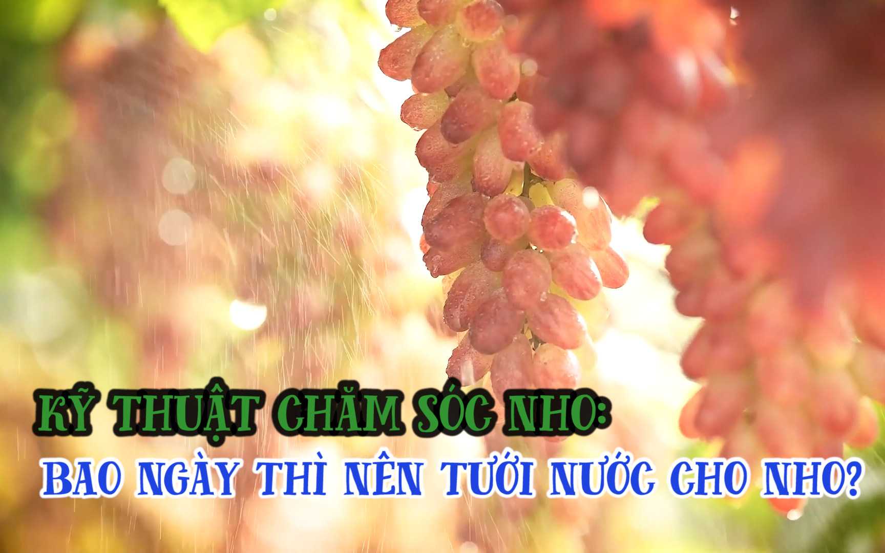 Kỹ thuật chăm sóc nho: Bao nhiêu ngày thì nên tưới nước cho nho một lần?