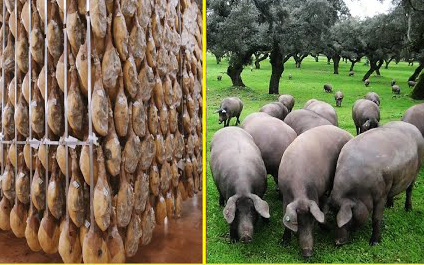 Quy trình chế biến đùi lợn muối Jamón Iberico trong nhà máy