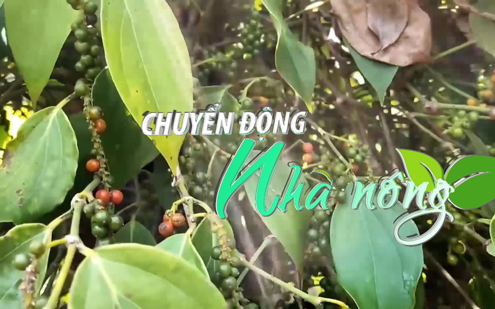 Chuyển động Nhà nông 25/4: Giá tiêu tiếp tục đi xuống