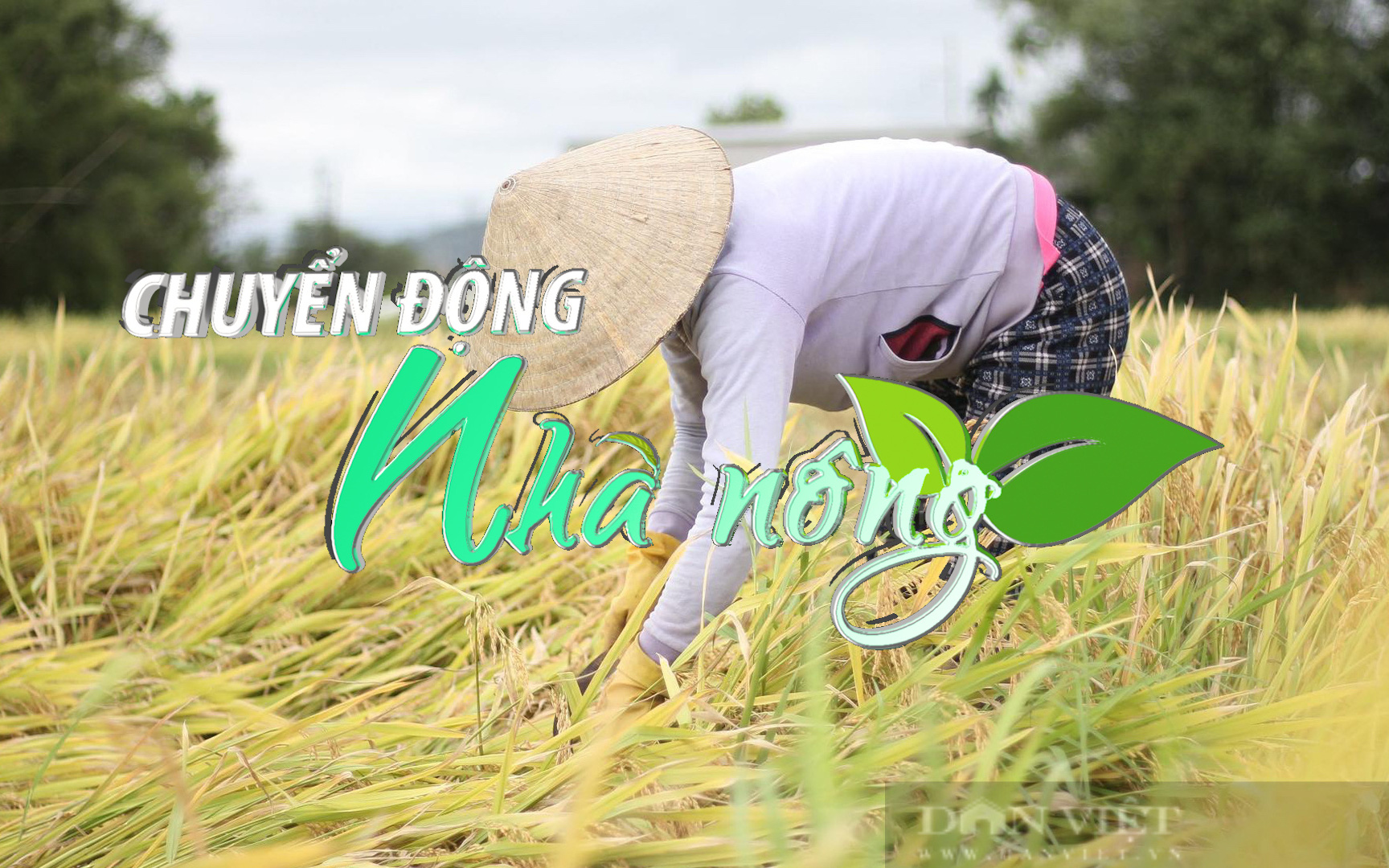 Chuyển động Nhà nông 4/4: Hàng nghìn ha lúa và hoa màu ở miền Trung bị ngập và đổ ngã