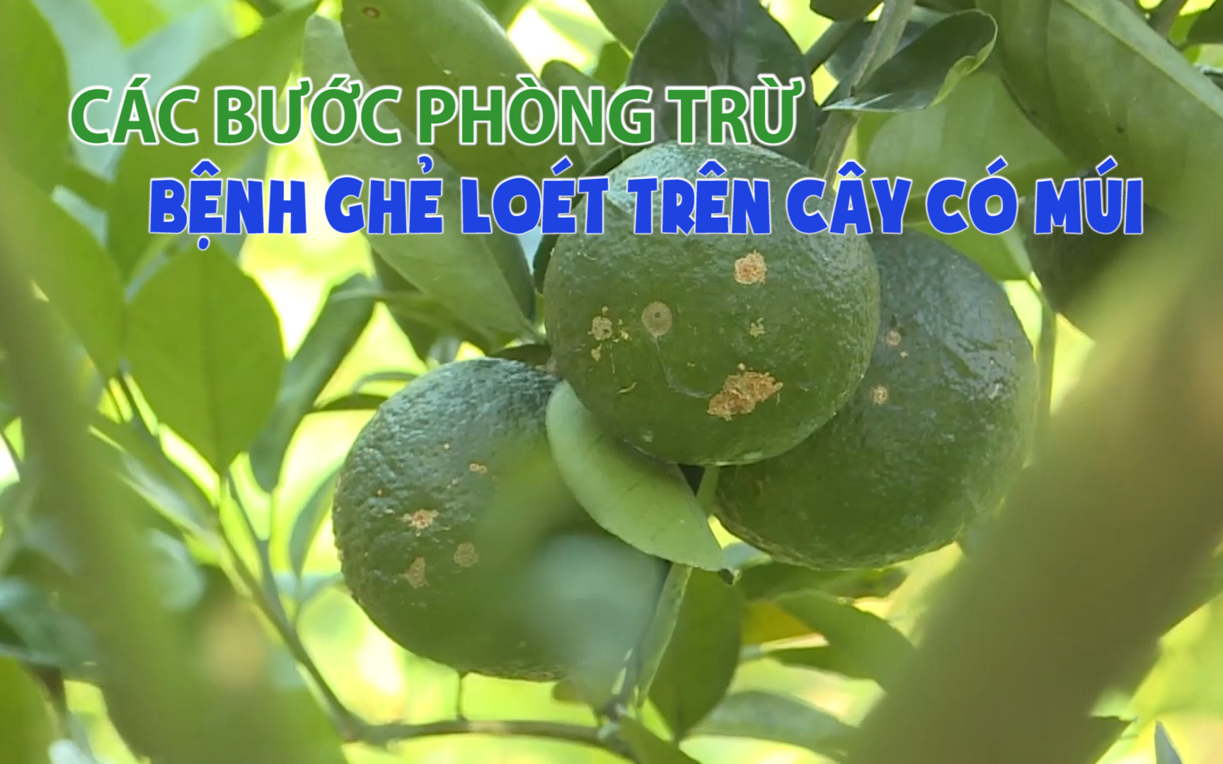 Các bước phòng trừ bệnh ghẻ loét trên cây có múi