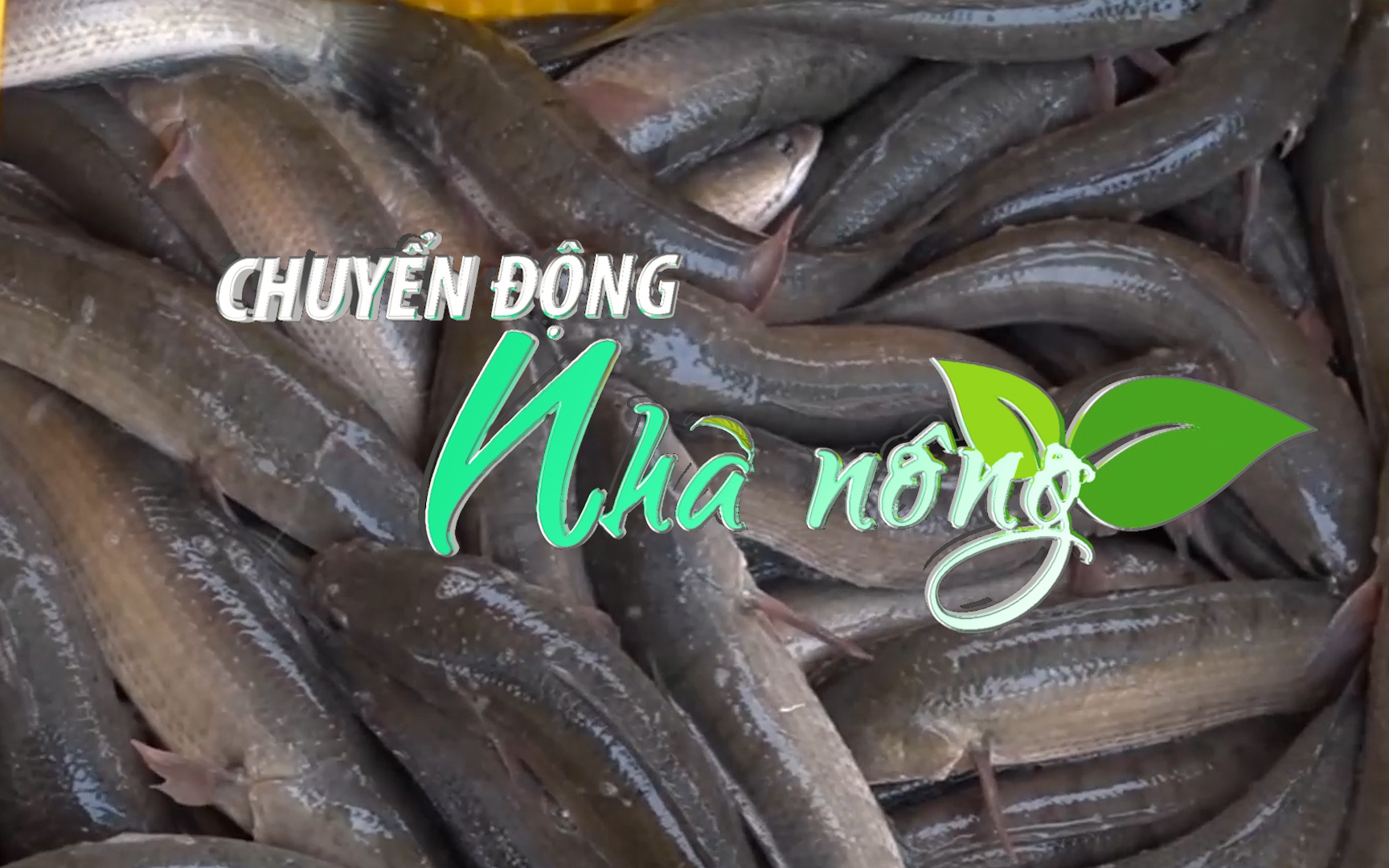 Chuyển động Nhà nông 13/5: Người nuôi cá lóc lỗ nặng vì giá thức ăn tăng cao