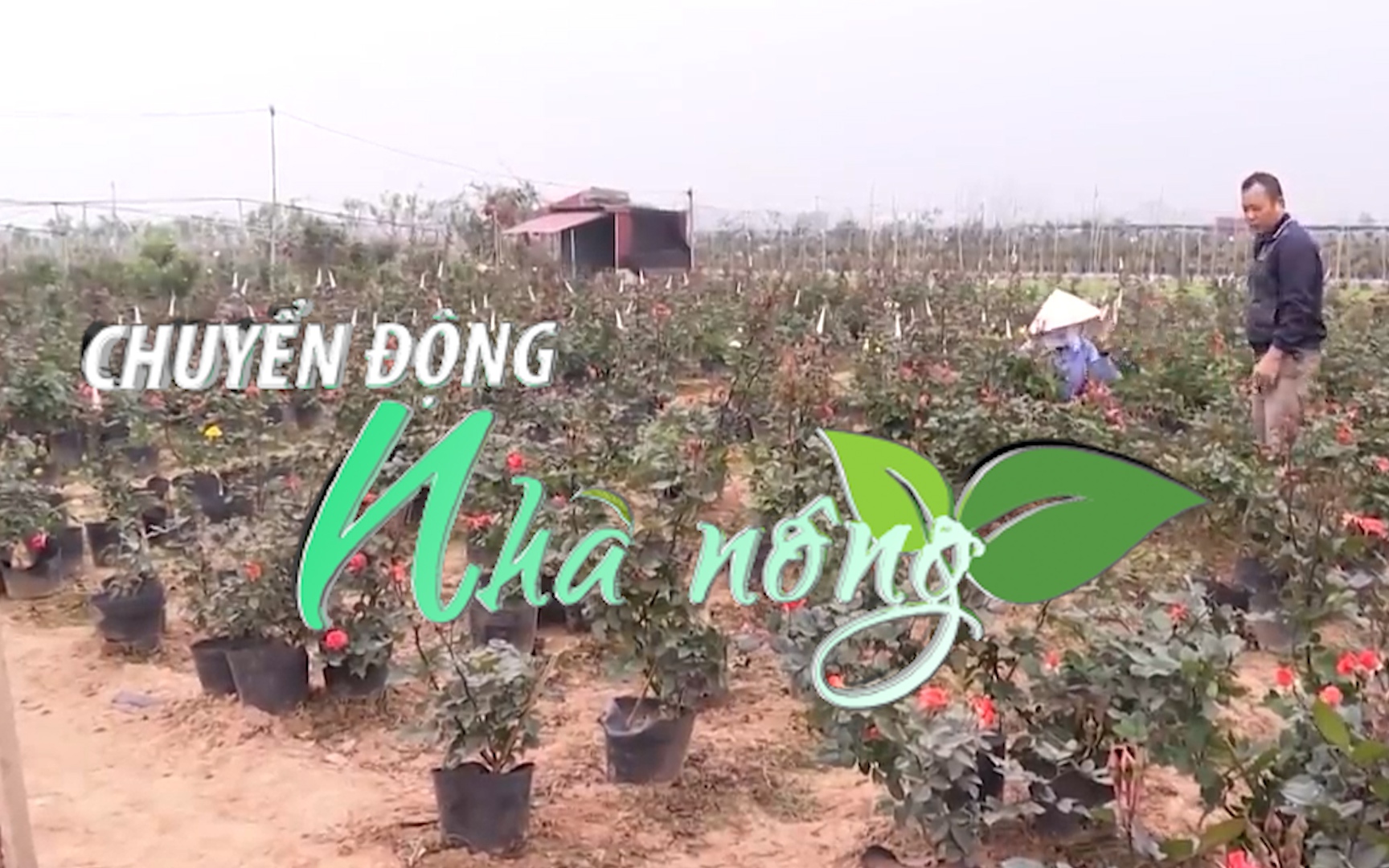 Chuyển động Nhà nông 18/5: Hà Nội phát triển các vùng hoa xuất khẩu