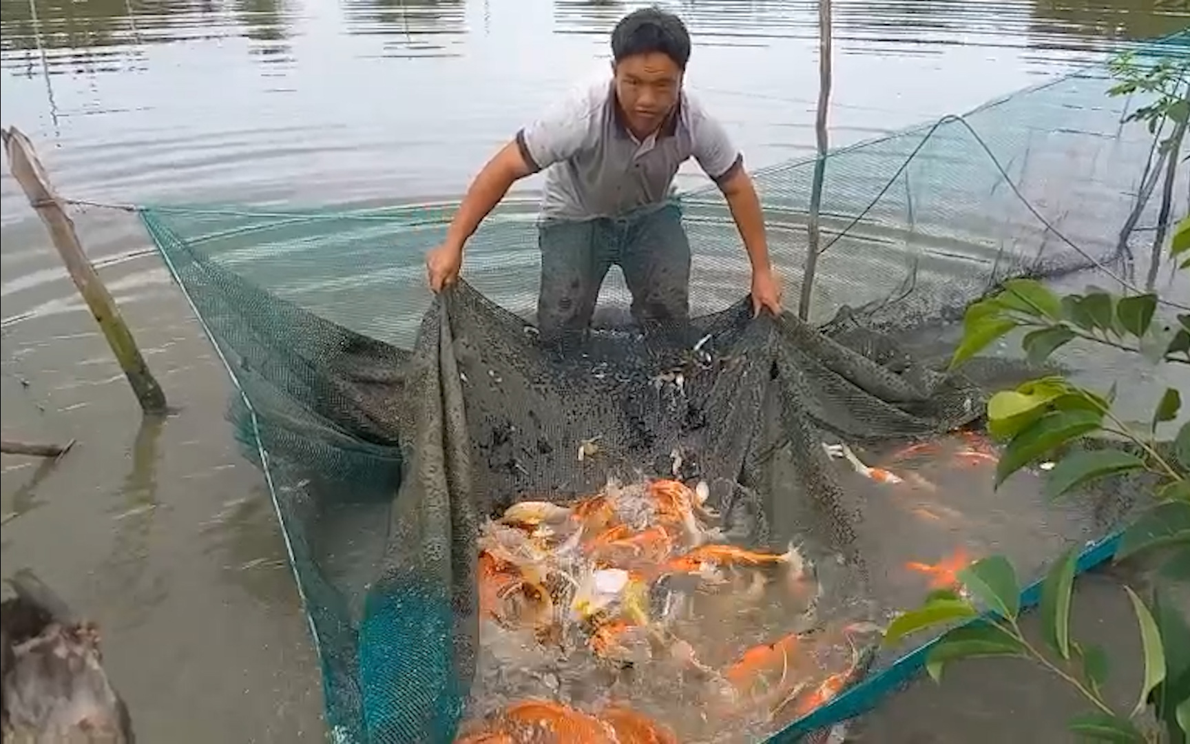 Thoi thóp làng “cá triệu đô” ở Sài thành