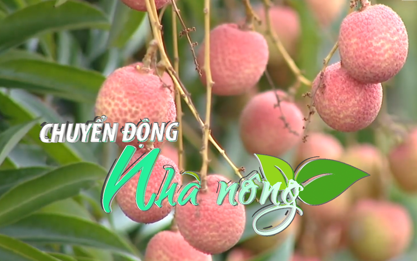 Chuyển động Nhà nông 30/5: Được mùa vải thiều, Hải Dương dự kiến thị trường tiêu thụ khoảng 60.000 tấn