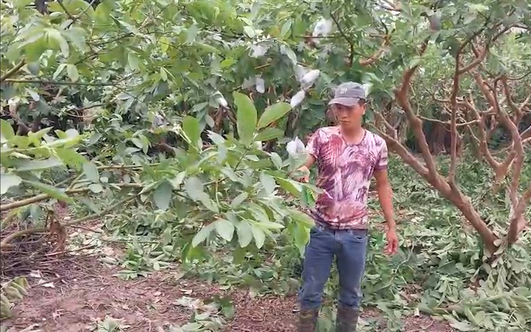 Những nông dân di cư lên thành phố lại để... làm trang trại