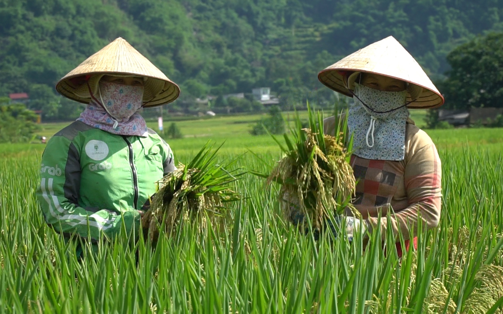 Xuống ruộng xem người dân nói gì về hai giống lúa mới sinh trưởng khỏe, sản lượng cao