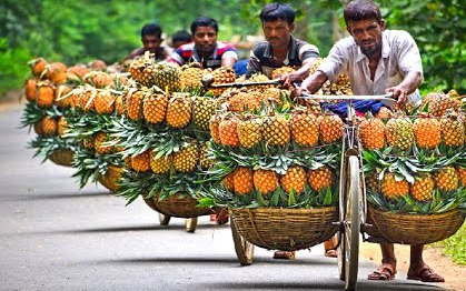 Bất ngờ công nghệ thu hoạch hàng trăm tấn dứa