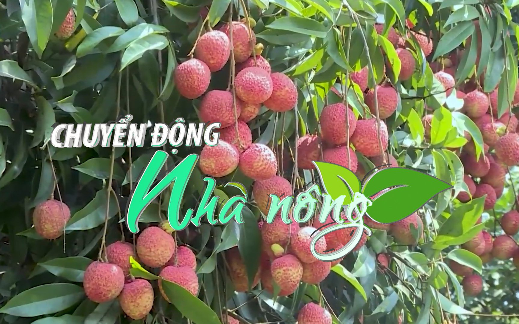 Chuyển động Nhà nông 22/6: Vải trứng Hưng Yên được mùa, được giá