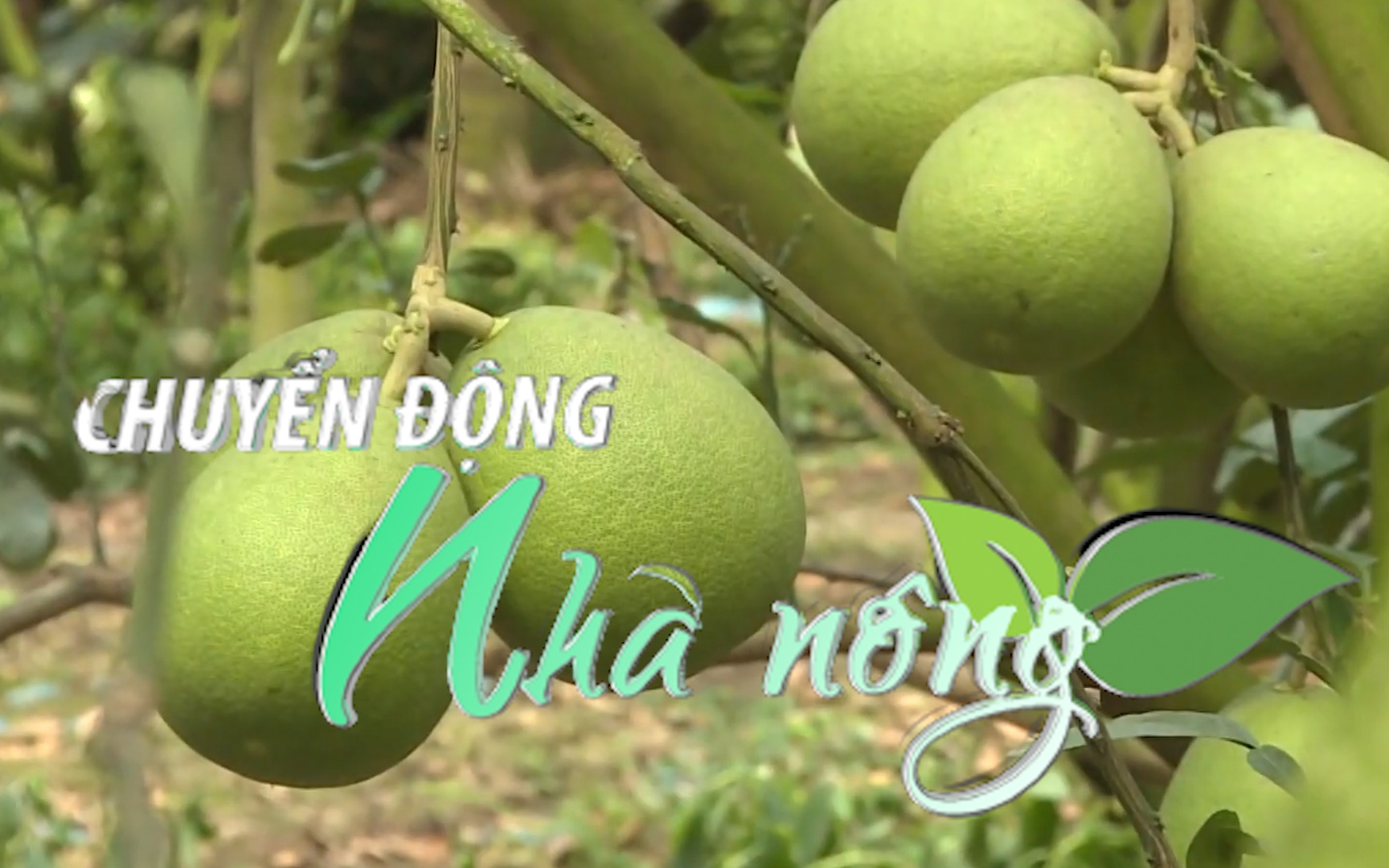 Chuyển động Nhà nông 4/6: Lô bưởi da xanh đầu tiên xuất khẩu vào Mỹ dự kiến lên đường vào tháng 9 tới