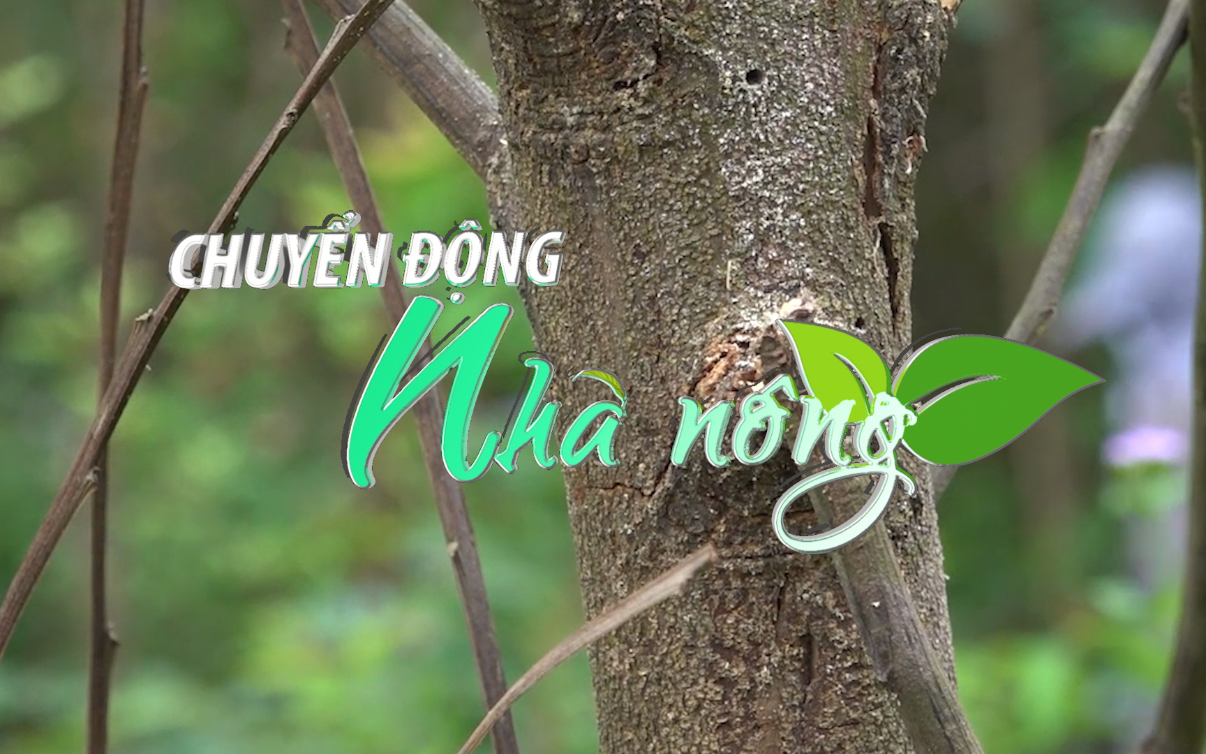 Chuyển động Nhà nông 22/7: Tìm ra nguyên nhân rừng keo Quảng Ngãi chết hàng loạt