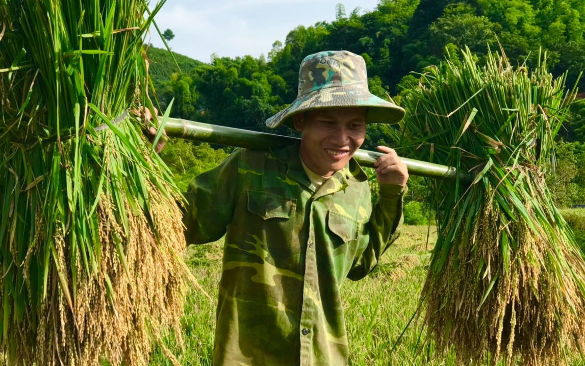 Mùa vàng trên vùng cao Sơn La