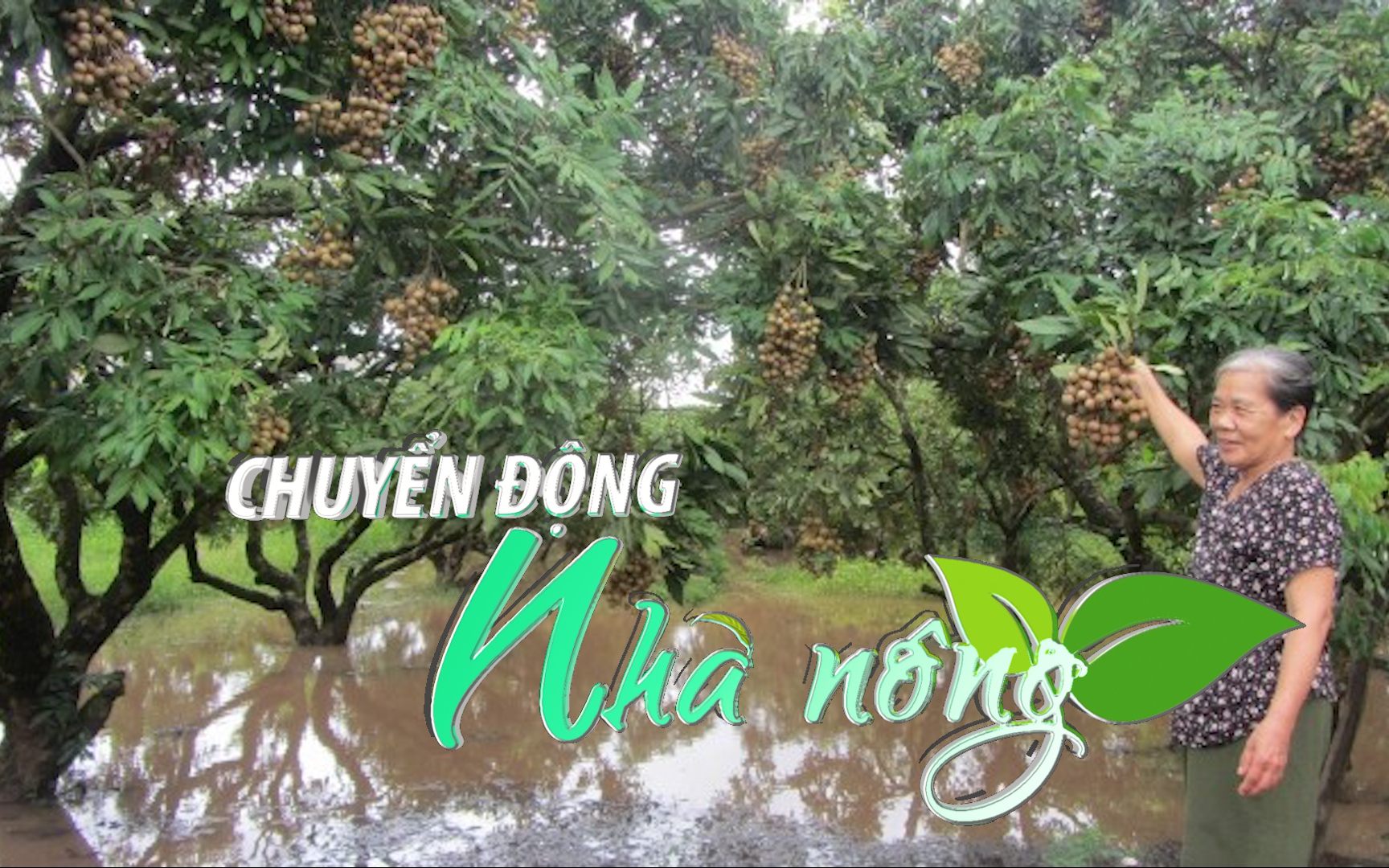 Chuyển động Nhà nông 13/8: Nhiều diện tích nhãn Hưng Yên bị ngập úng