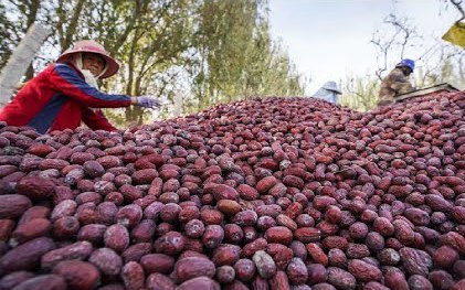 Quy trình trồng và thu hoạch táo tàu ở Trung Quốc