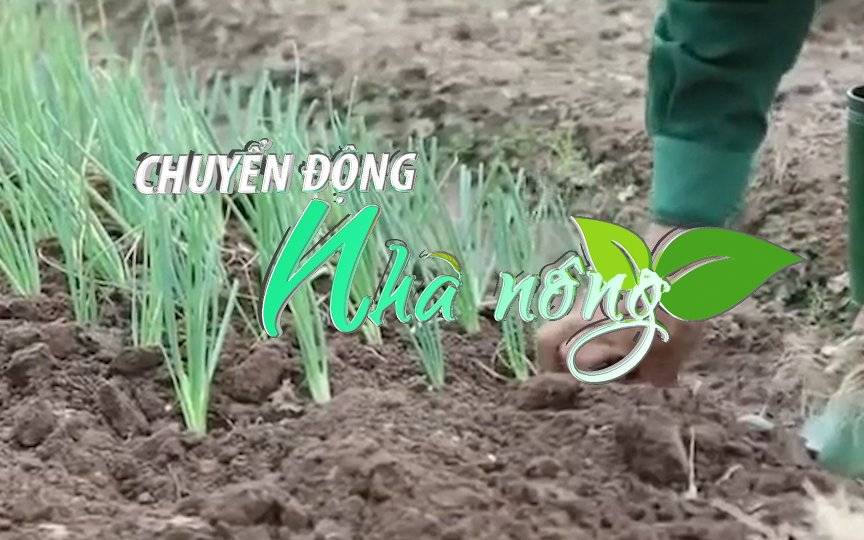 Chuyển động Nhà nông 22/8: Đưa hành hoa thành sản phẩm OCOP