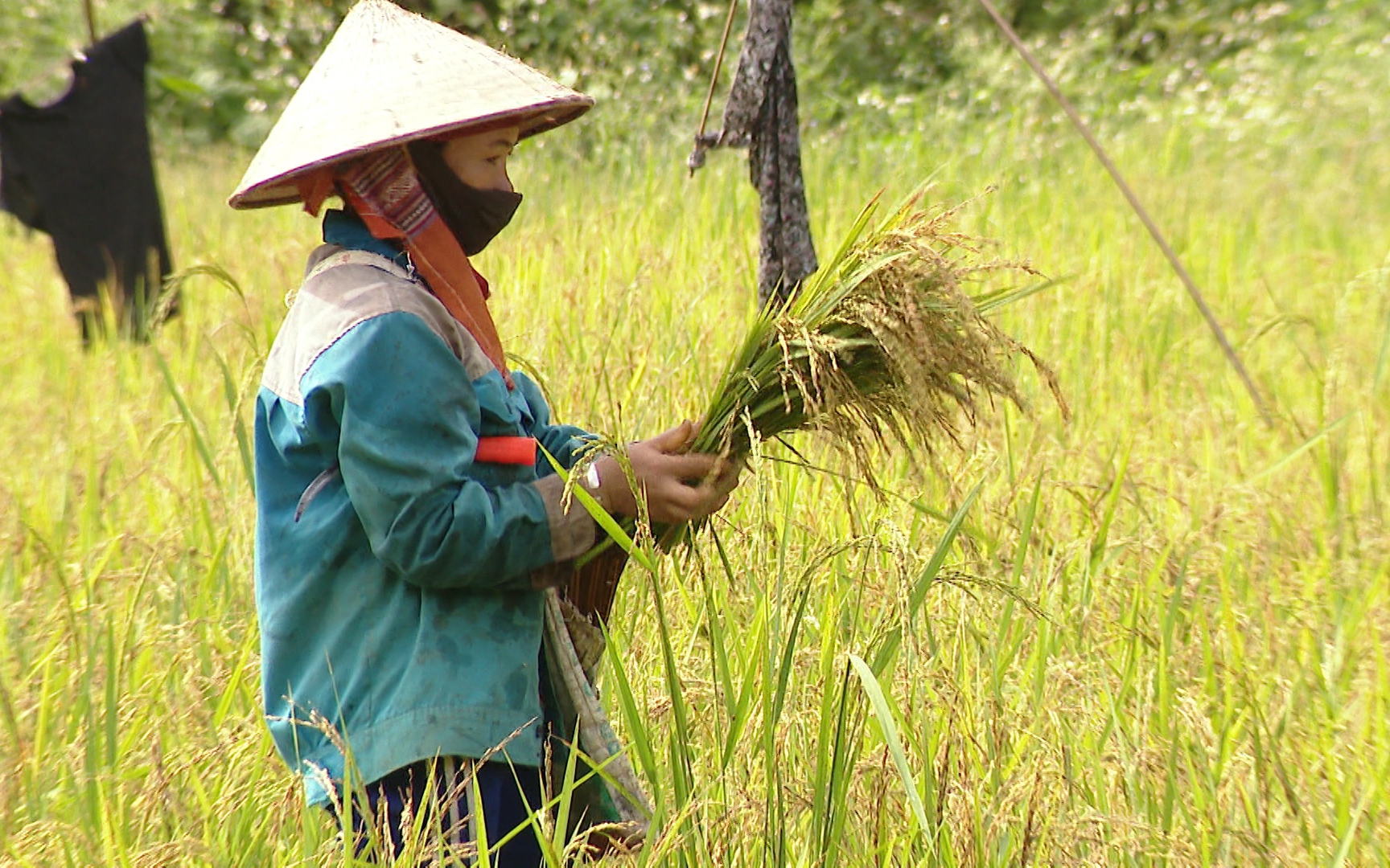 Câu chuyện hạt gạo Tẻ Râu trên hành trình xây dựng cái nôi đặc sản Tây Bắc