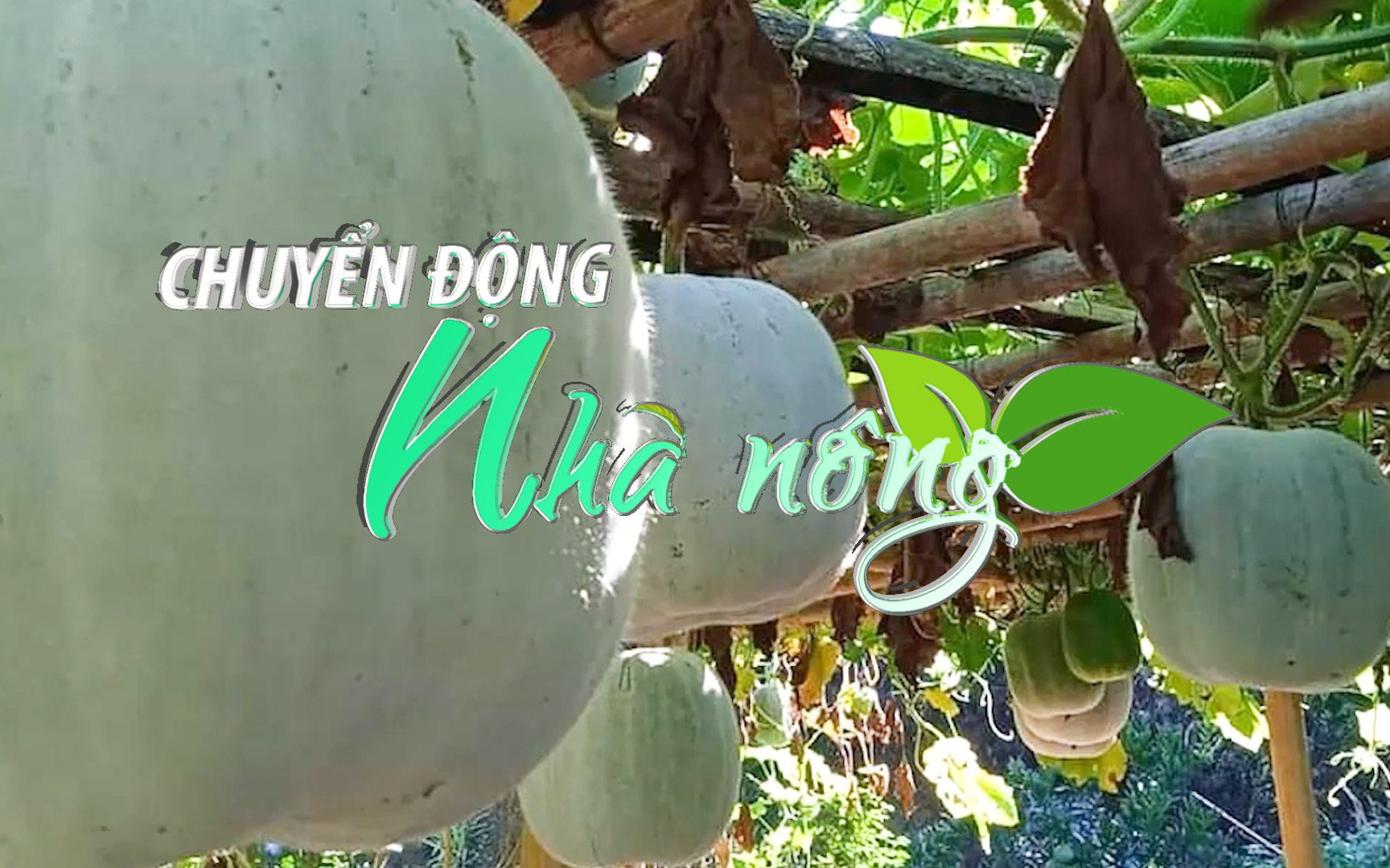 Chuyển động Nhà nông 7/8: Bí thơm khổng lồ Chiềng Ban hút khách Thủ đô