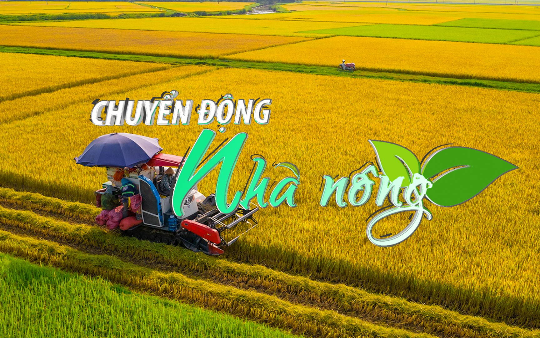 Chuyển động Nhà nông 19/9: Lúa hè thu Quảng Bình được mùa được giá, kịp thời thu hoạch trước mùa bão