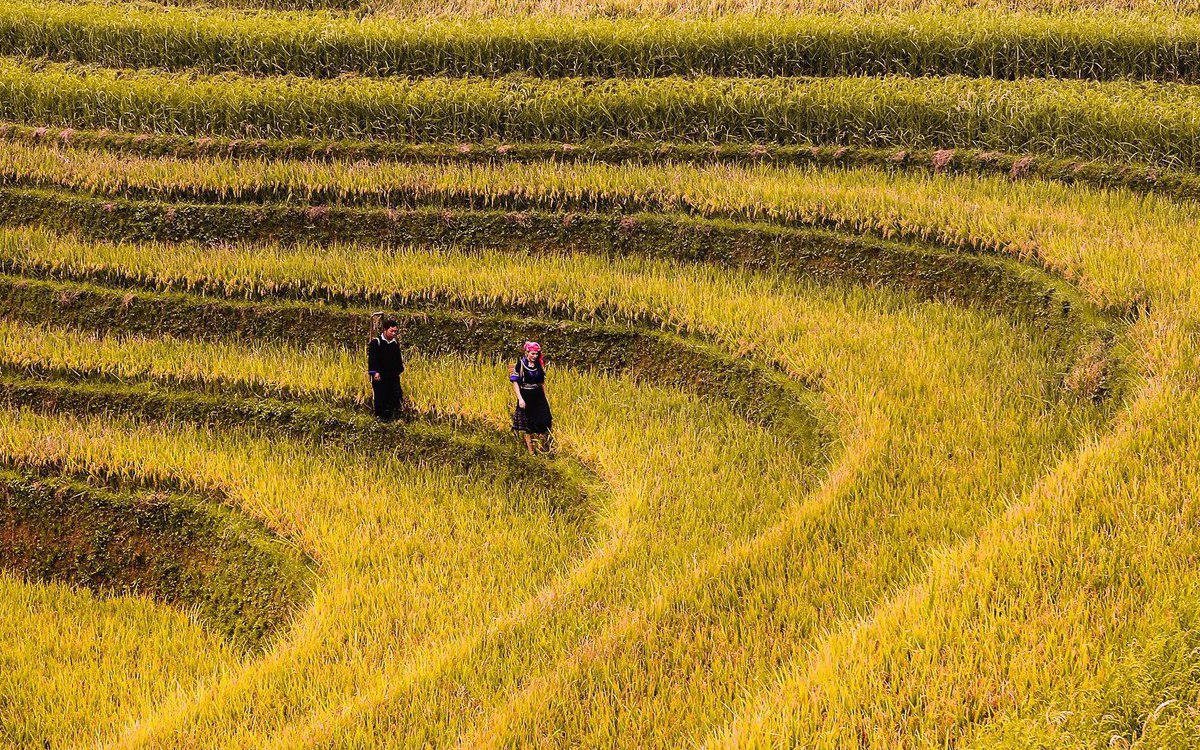 Những ngày này, ruộng bậc thang đang 