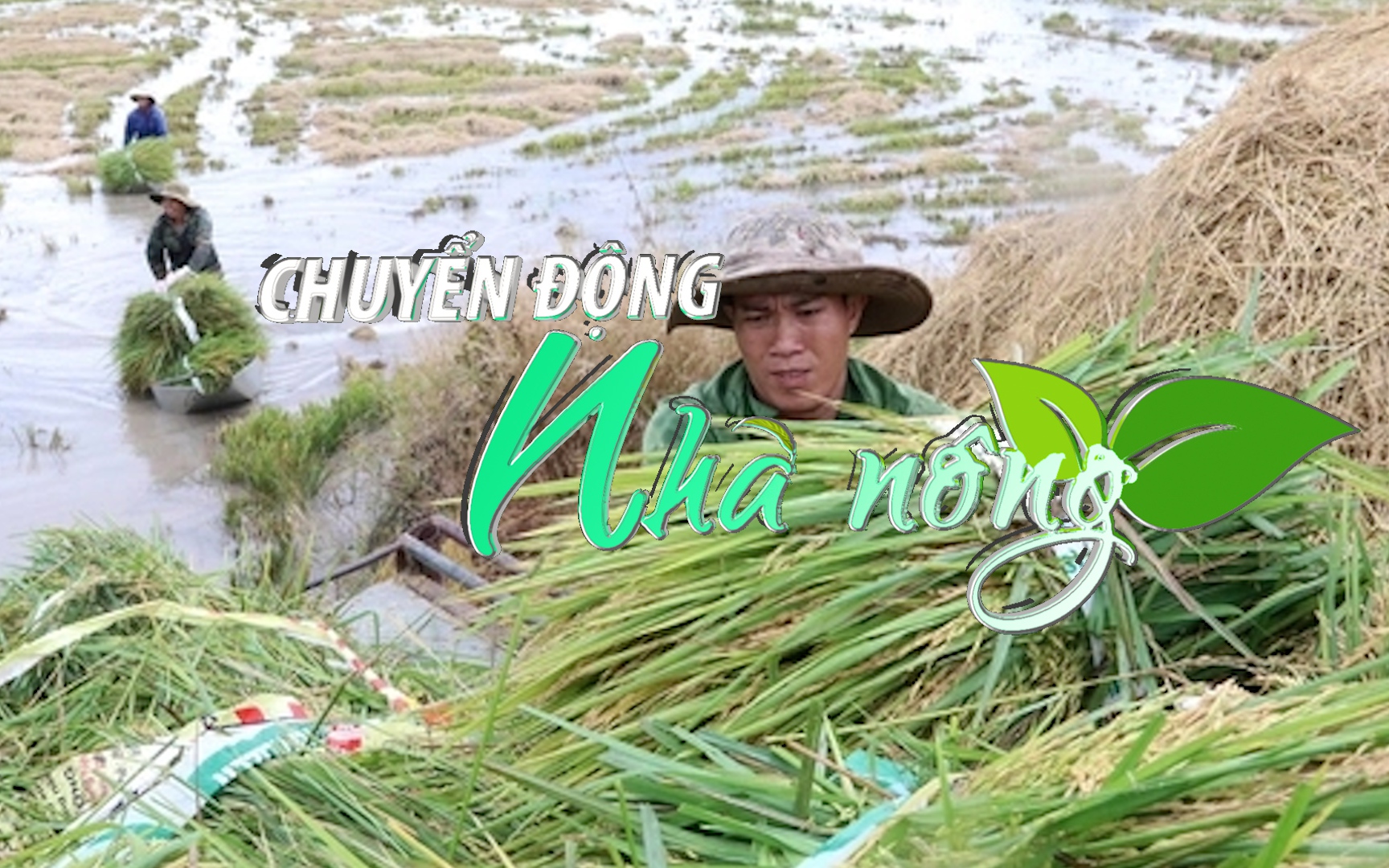 Chuyển động Nhà nông 29/9: Khoảng 1.400ha cây trồng bị ngã, đổ, ngập nước do bão Noru