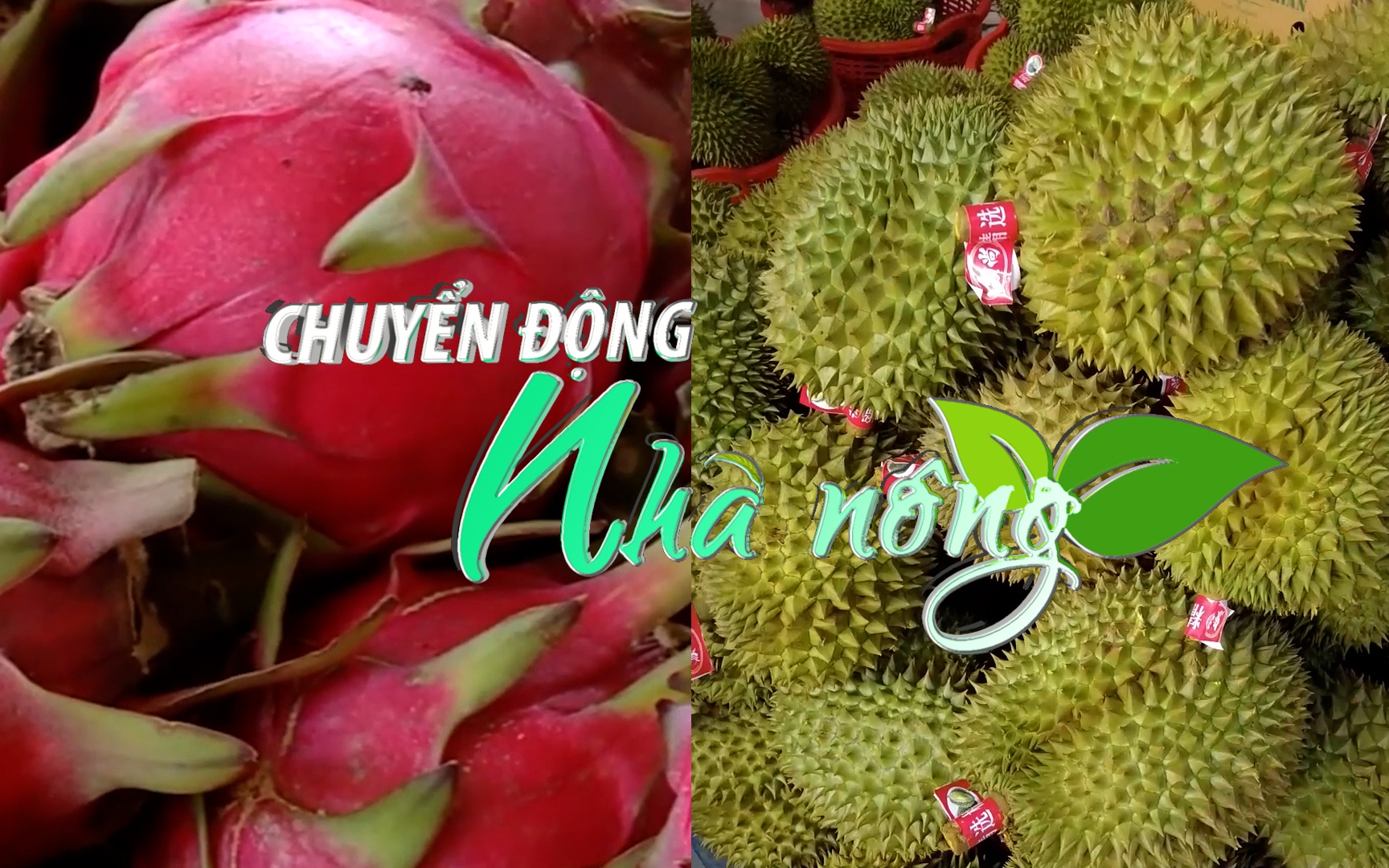 Chuyển động Nhà nông 11/1: Nhiều loại nông sản tăng giá sau khi Trung Quốc “mở cửa”