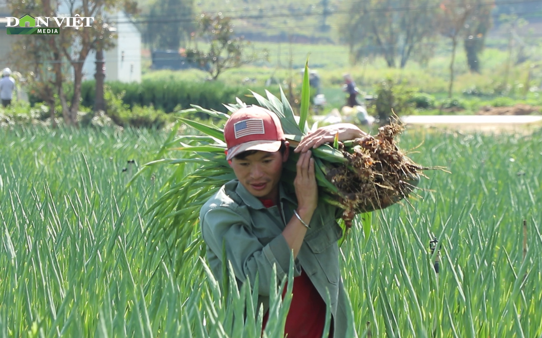 Hoa lay ơn đắt hàng dịp Tết ông Táo, người dân Hiệp An phấn khởi thu hoạch