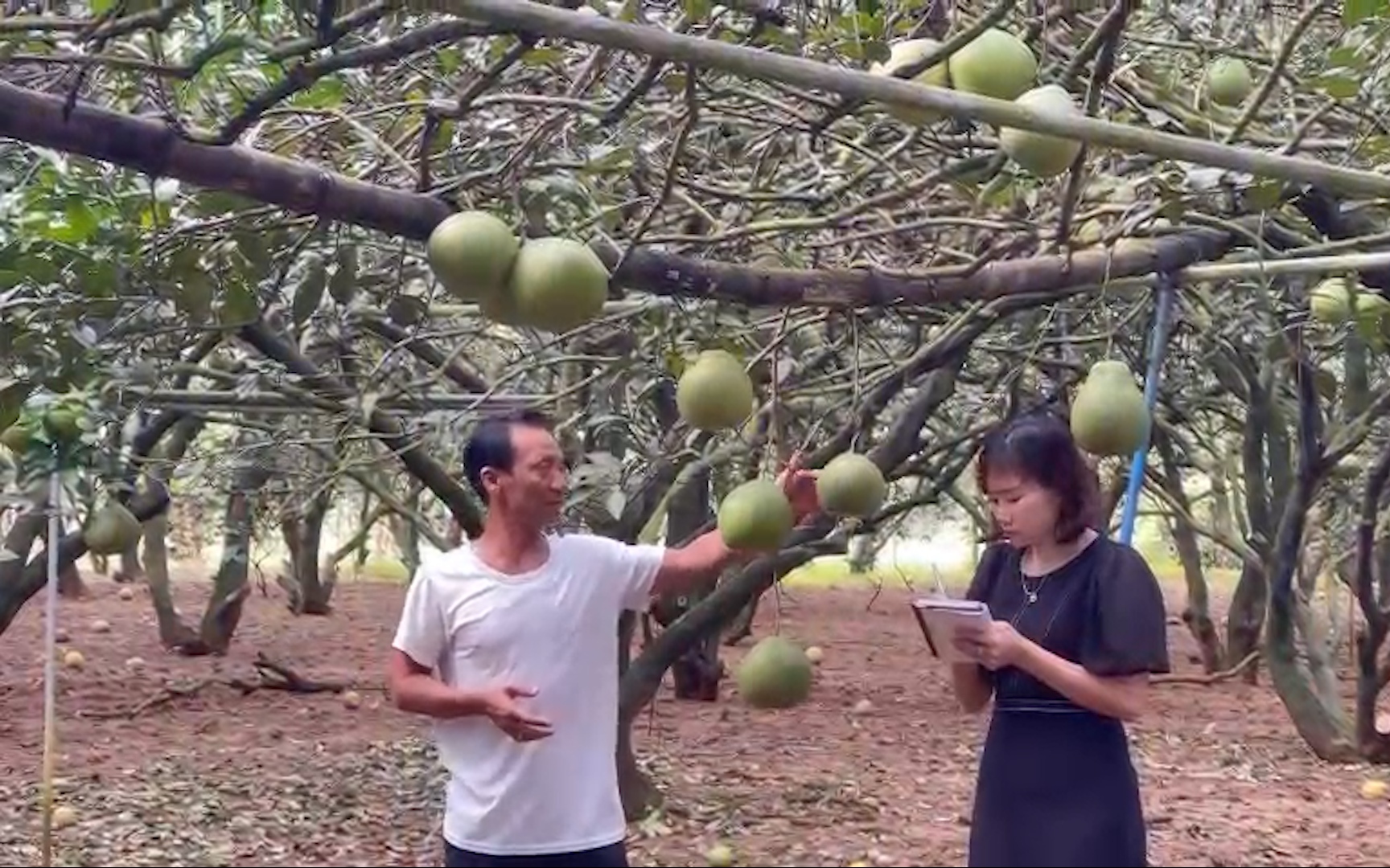 Video: Hàng chục ngàn tấn bưởi Đồng Nai sẵn sàng cho mùa Tết