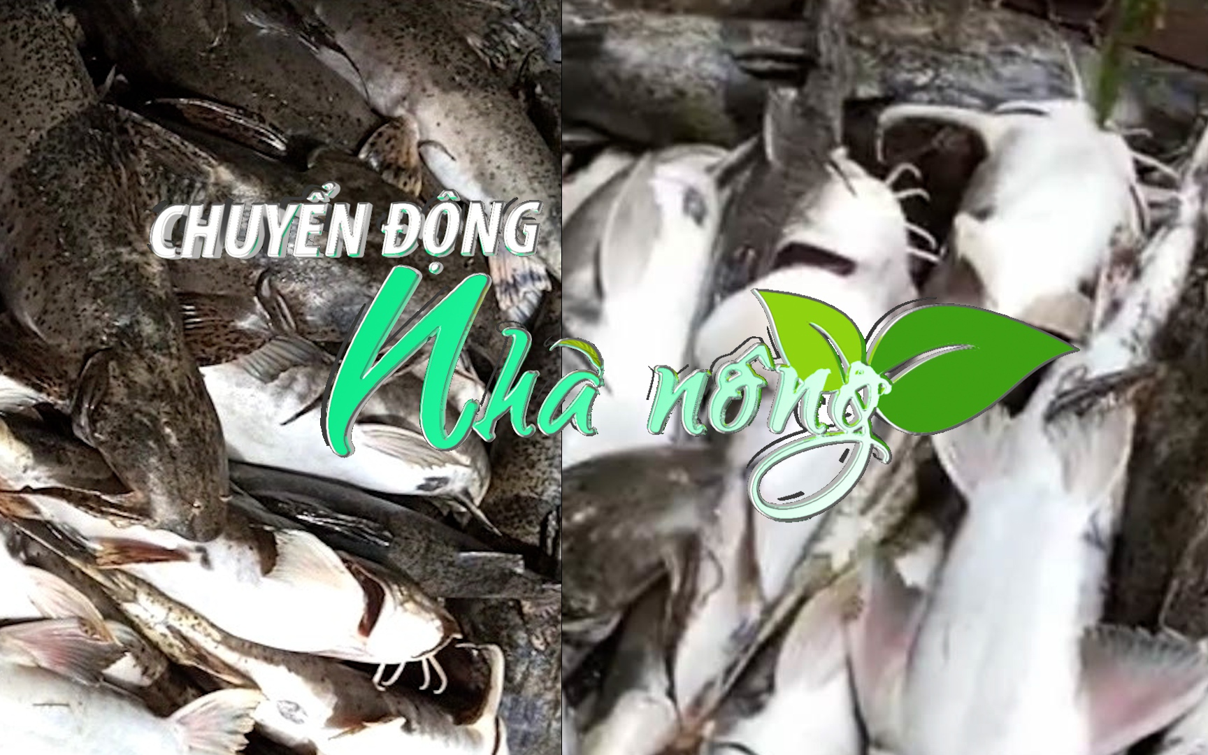 Chuyển động Nhà nông 9/10: Cá chiên ở hàng trăm lồng nuôi trên sông Lô - Tuyên Quang đồng loạt chết