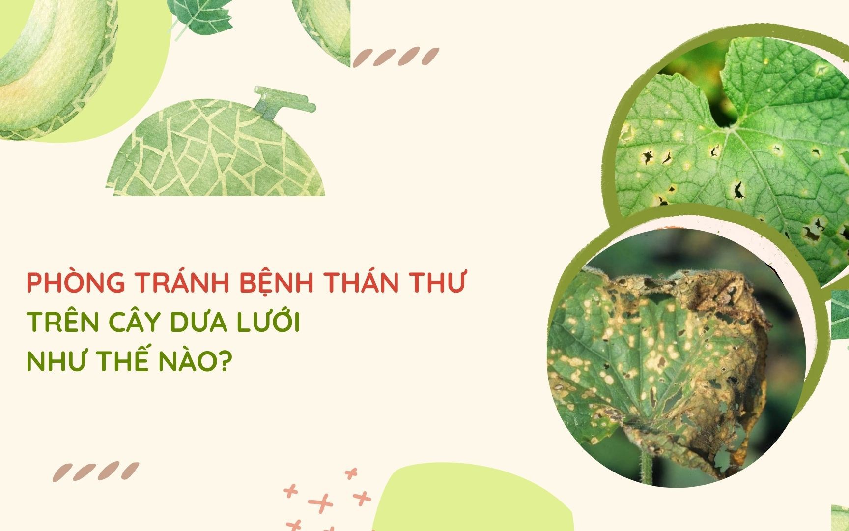 SỔ TAY NHÀ NÔNG: Phòng tránh bệnh thán thư trên cây dưa lưới như thế nào?