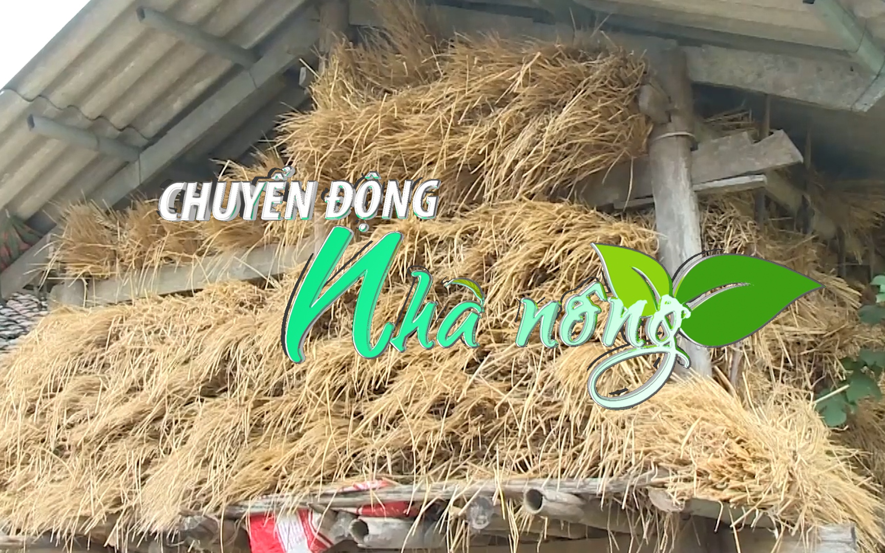 Chuyển động Nhà nông 20/11: Trạm Tấu (Yên Bái) chuẩn bị gần 3.500 cây rơm chống đói cho trâu bò