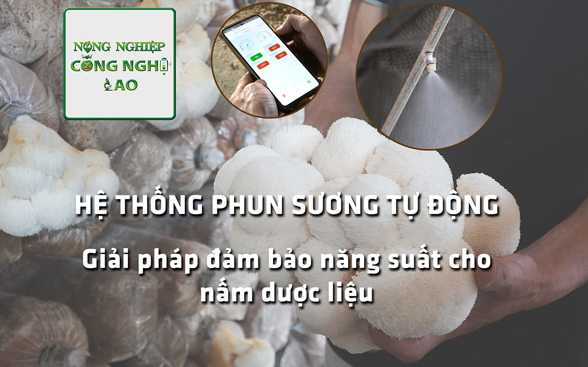 NÔNG NGHIỆP CÔNG NGHỆ CAO: Hệ thống phun sương tự động điều khiển từ xa- giải pháp chăm sóc nấm dược liệu 