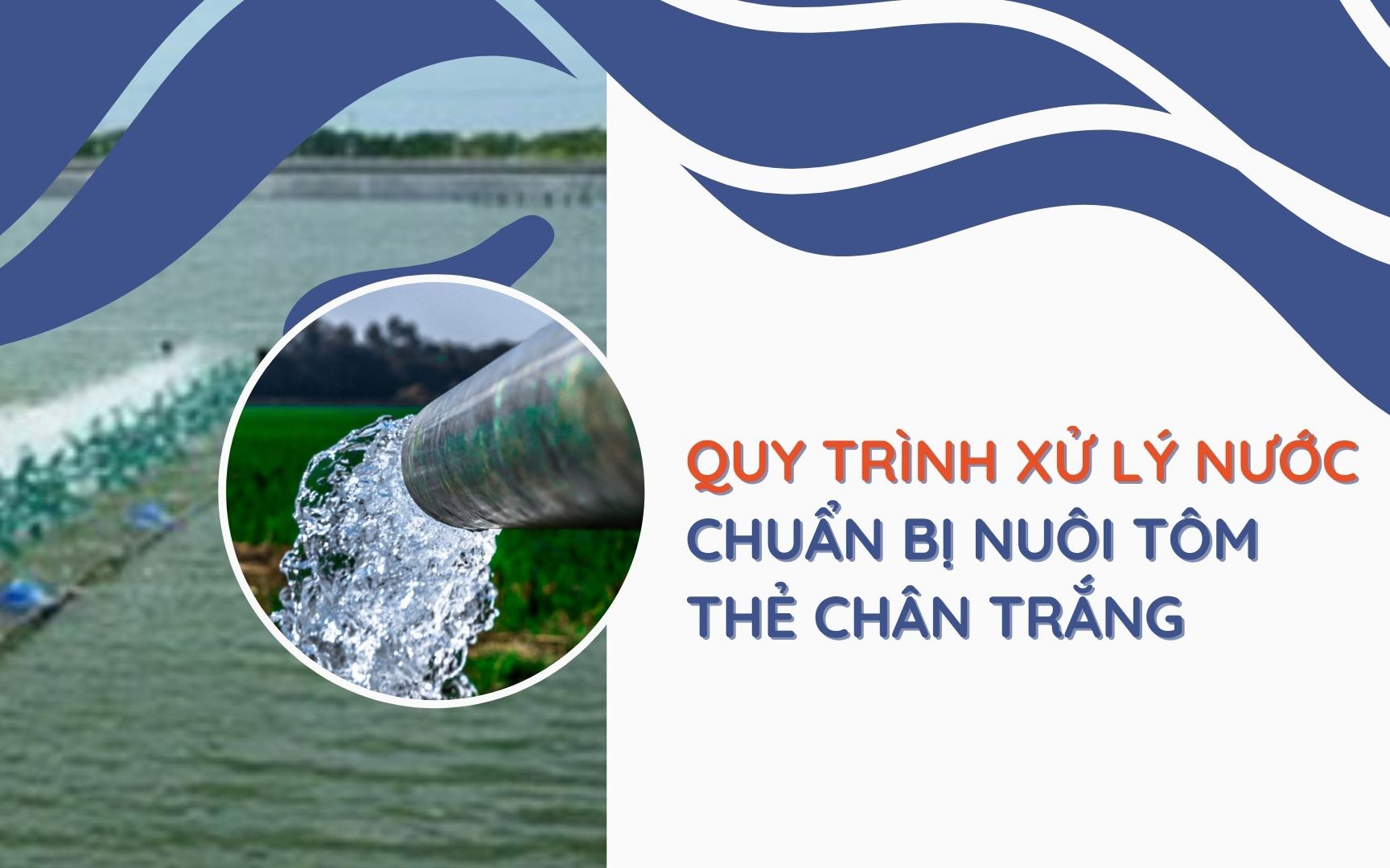 SỔ TAY NHÀ NÔNG: Quy trình xử lý nước trước khi nuôi tôm thẻ chân trắng