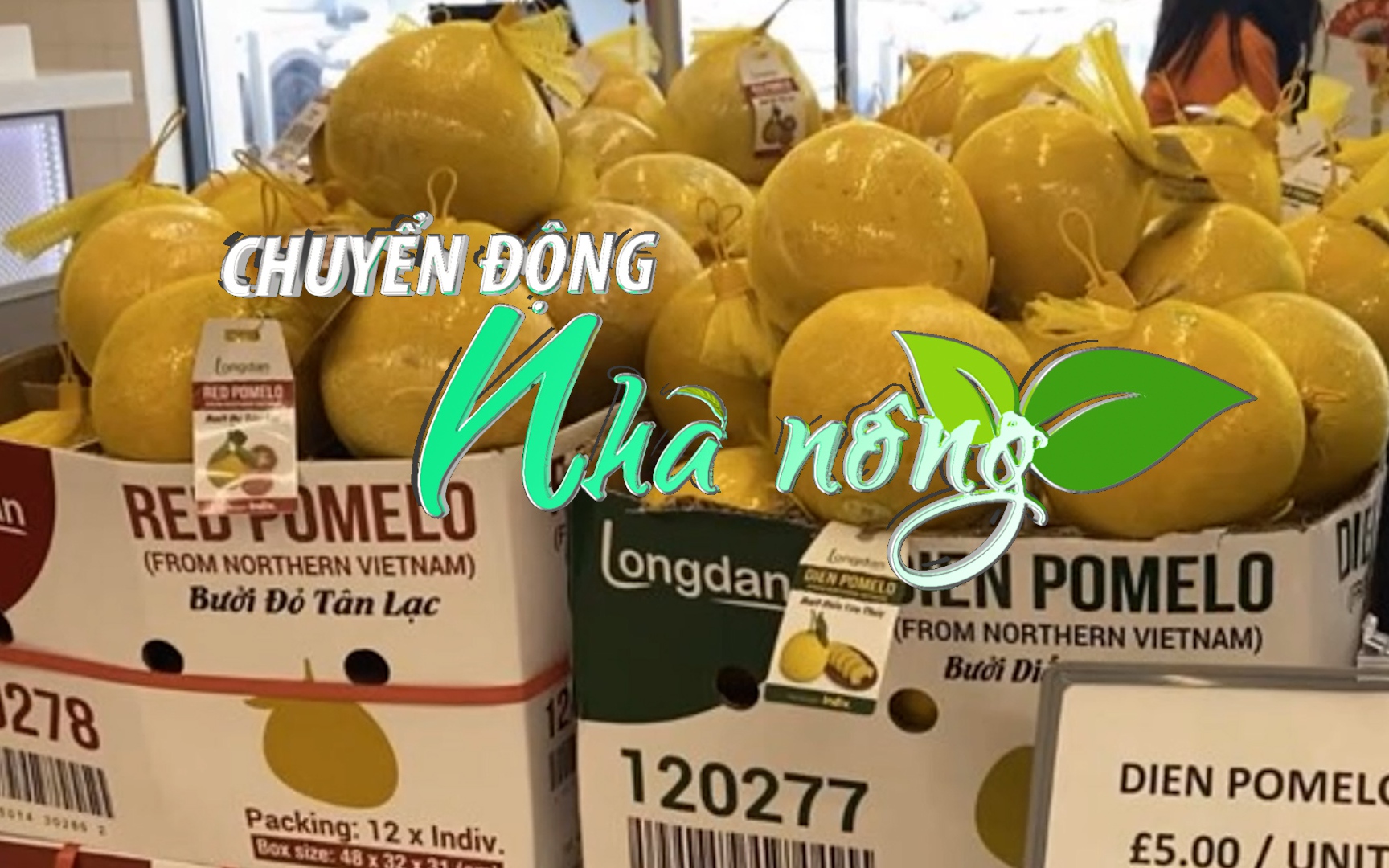 Chuyển động Nhà nông 12/2: Lô bưởi Diễn Yên Thủy xuất khẩu chính ngạch đầu tiên đến Anh