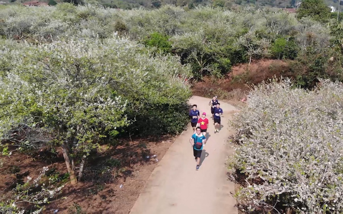 Video: Đường chạy Olympic ngập tràn sắc trắng hoa mận tại thành phố Sơn La