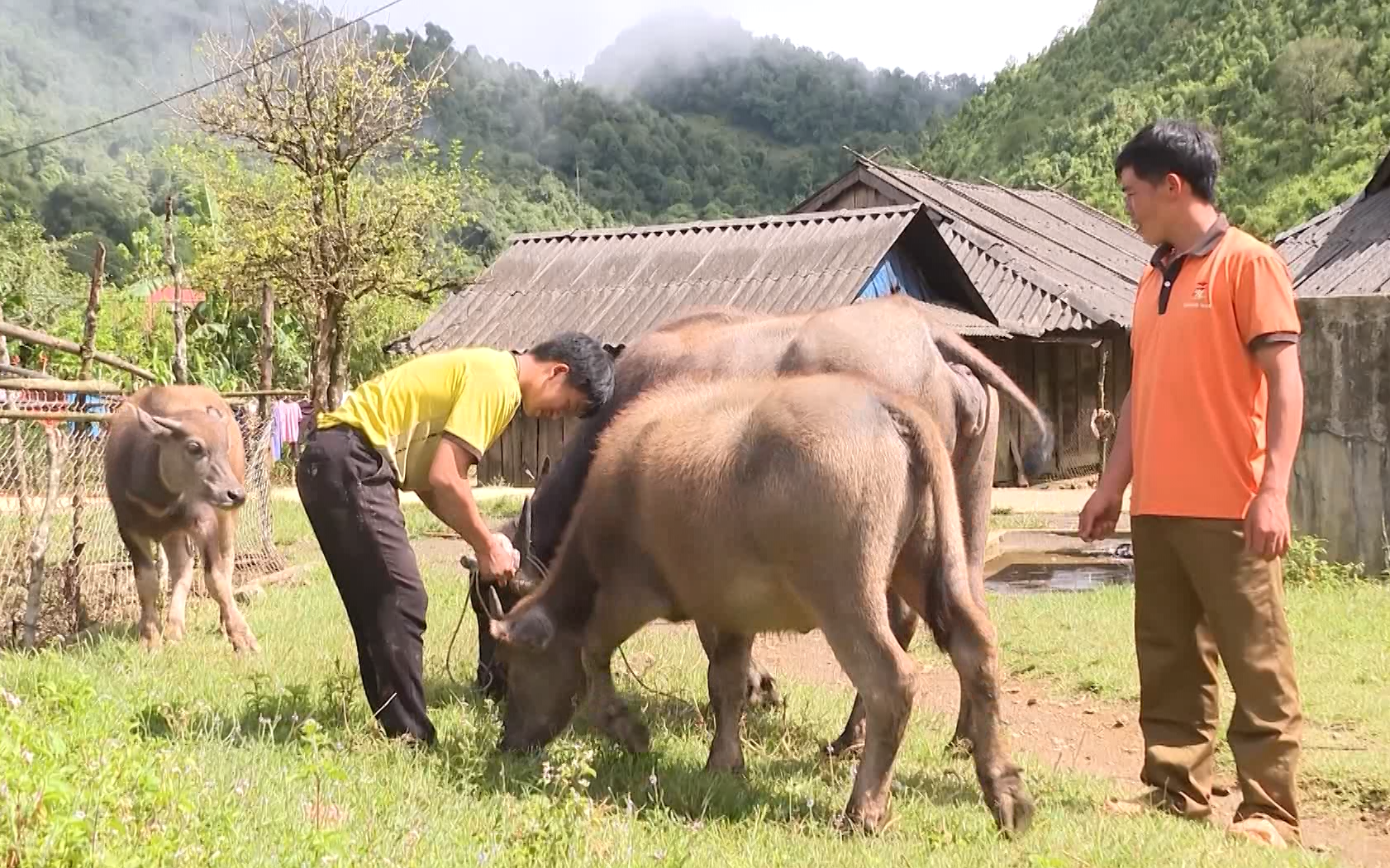 Lai Châu: Nông dân huyện Sìn Hồ thoát nghèo nhờ nguồn vốn Ngân hàng chính sách xã hội