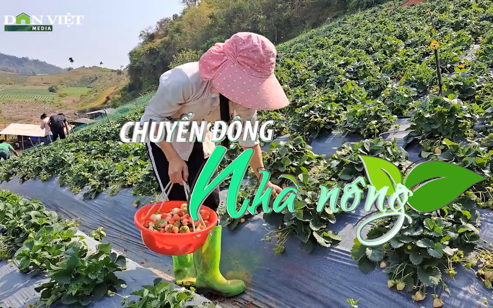 Chuyển động Nhà nông 27/2: Nông dân Sơn La hái dâu kiếm 500.000 đồng/người/ngày