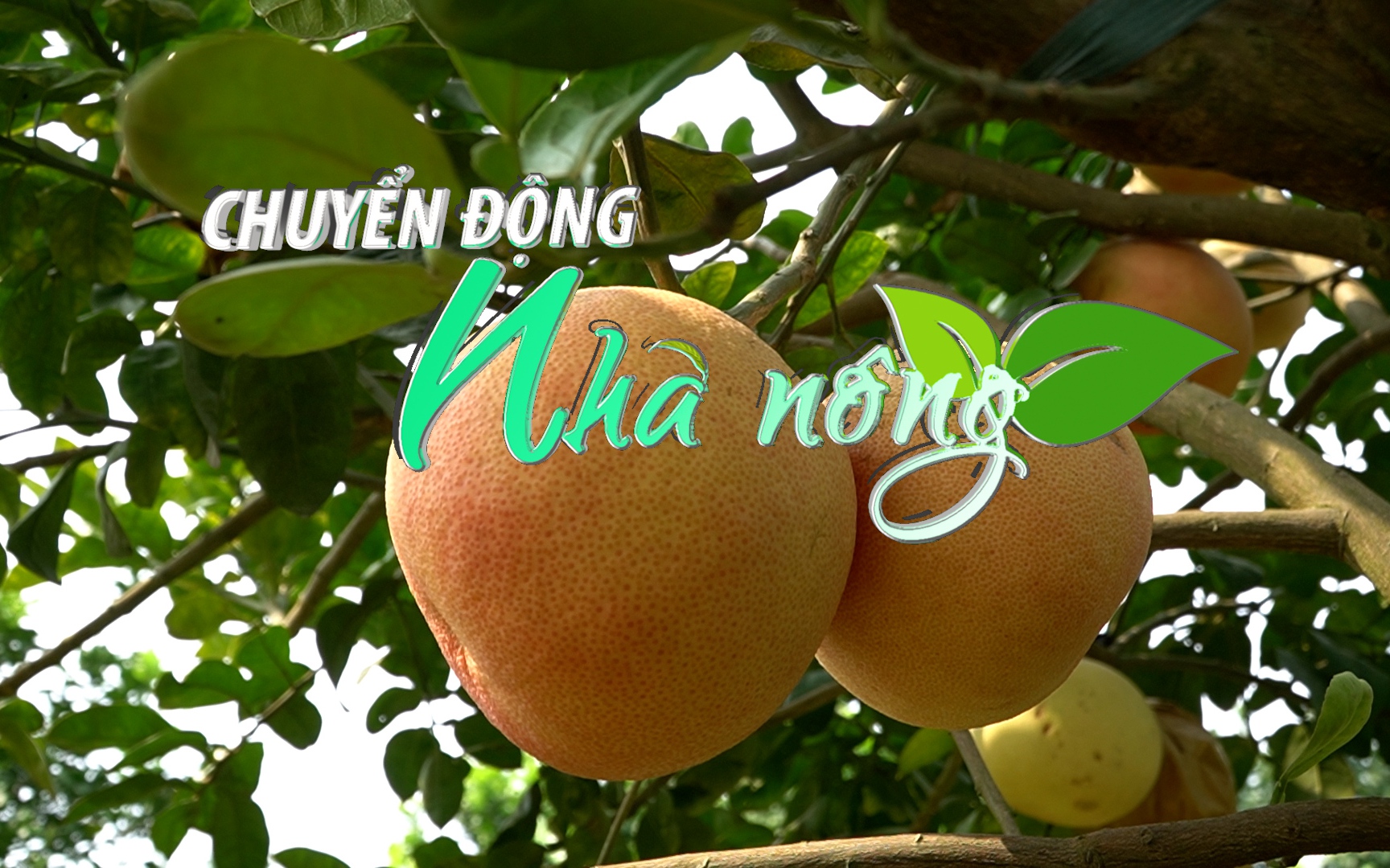 Chuyển động Nhà nông 10/3: Hà Nội xây dựng các vùng trồng bưởi đạt tiêu chuẩn xuất khẩu