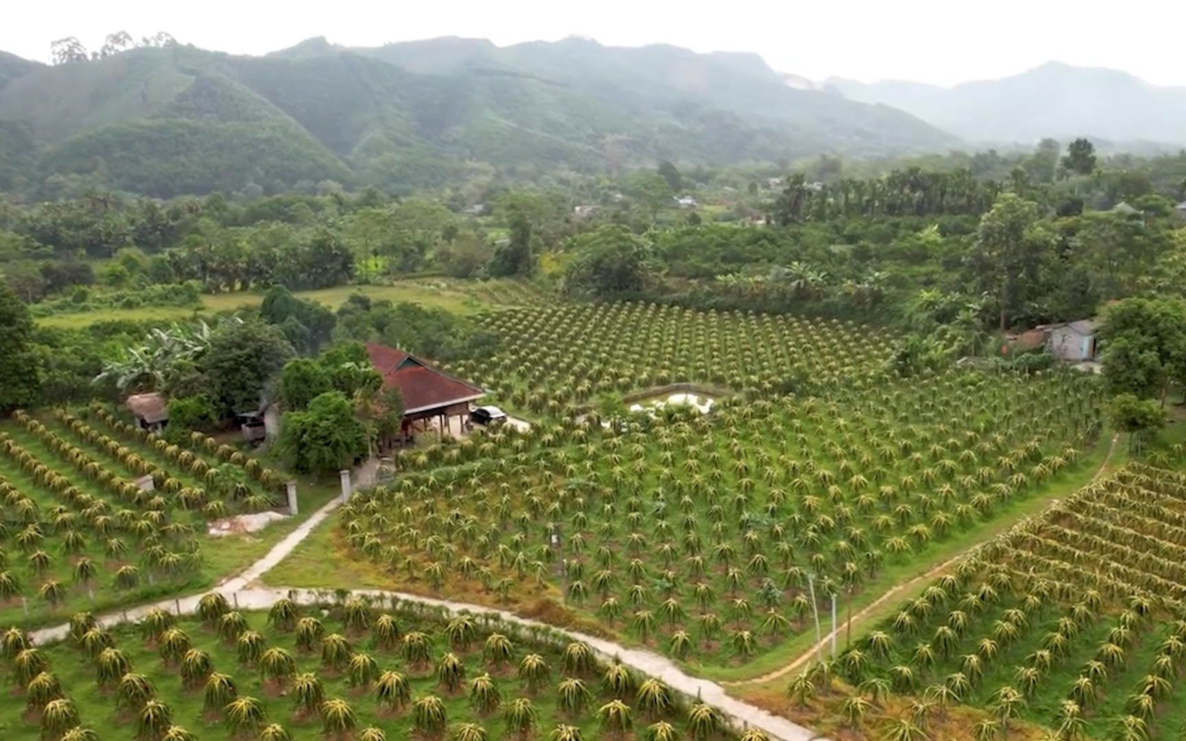 Trồng thanh long ruột đỏ trên trụ xi măng, người nông dân Hà Giang kiếm tiền tỷ