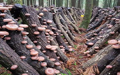 Video: Phương pháp trồng và thu hoạch hàng triệu cây nấm Shiitake ở Nhật Bản